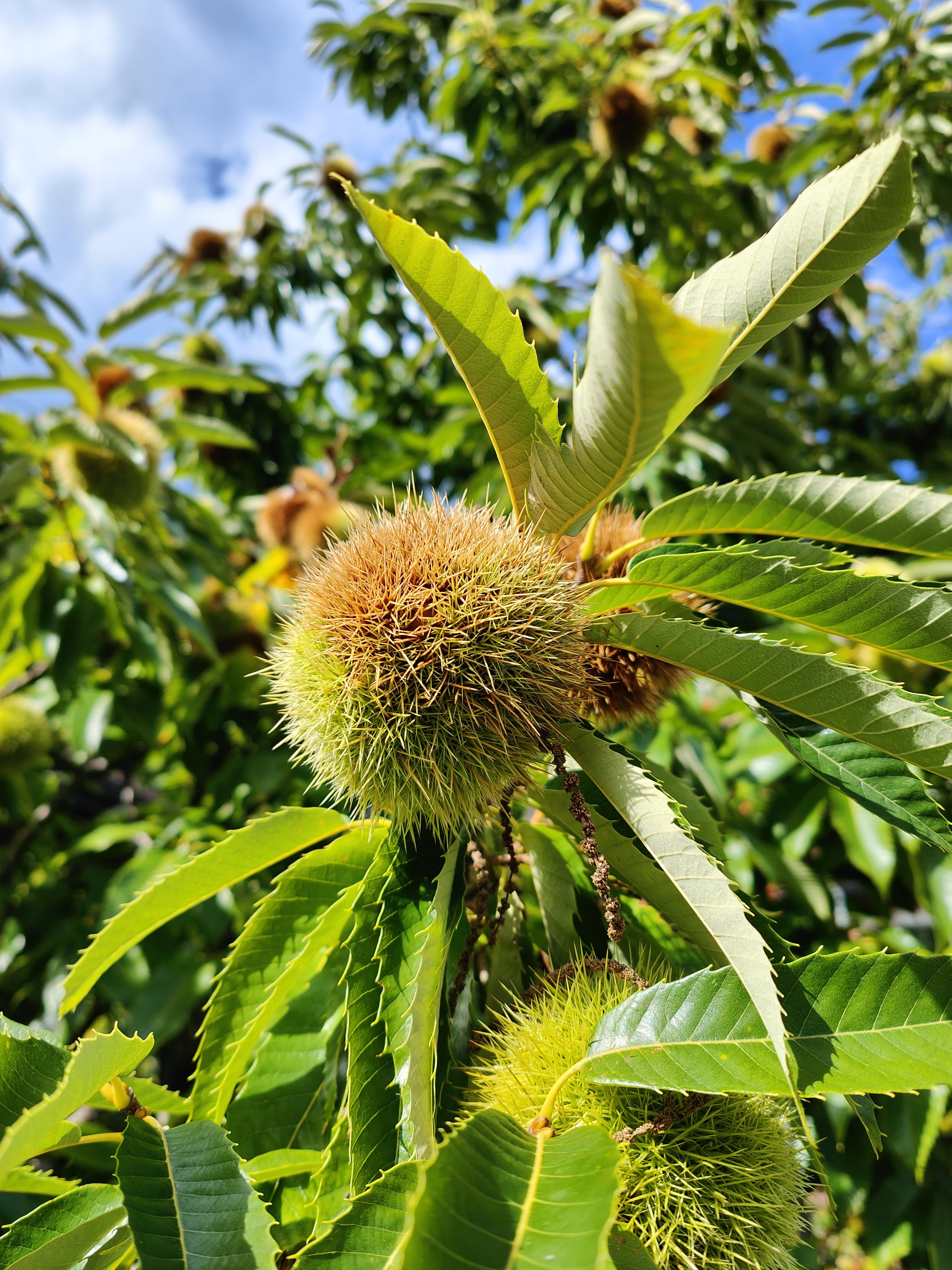 Kastanienwald Murg – ein Paradies mit Regeln
