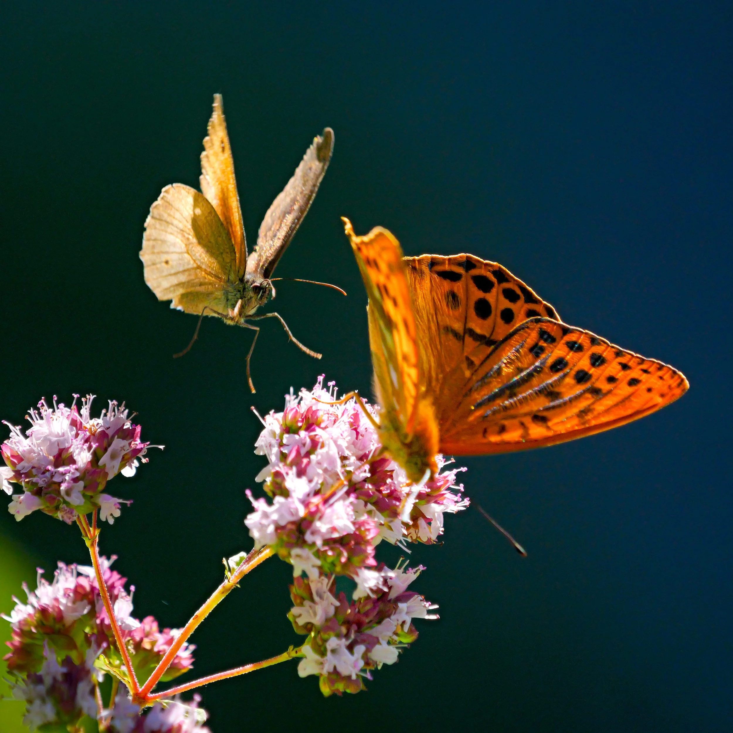 Oberweningen ZH – Schmetterlinge im Steinbruch