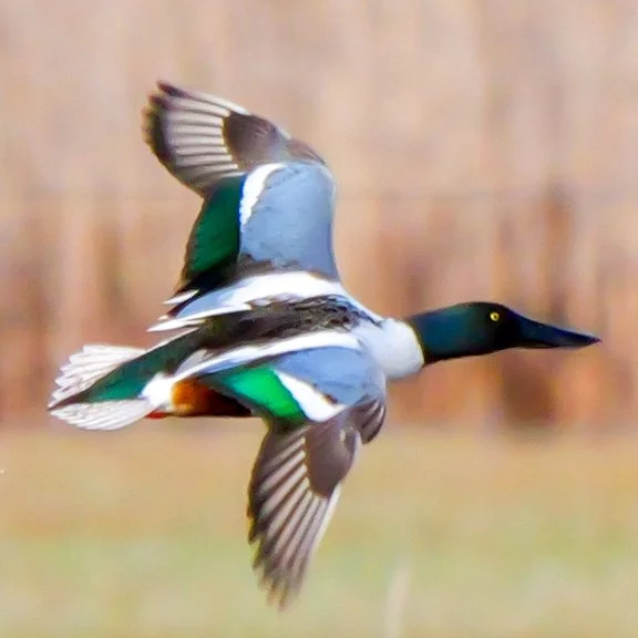 Neeracherried entdecken: Aus der Perspektive eines Rangers im WZV-Gebiet