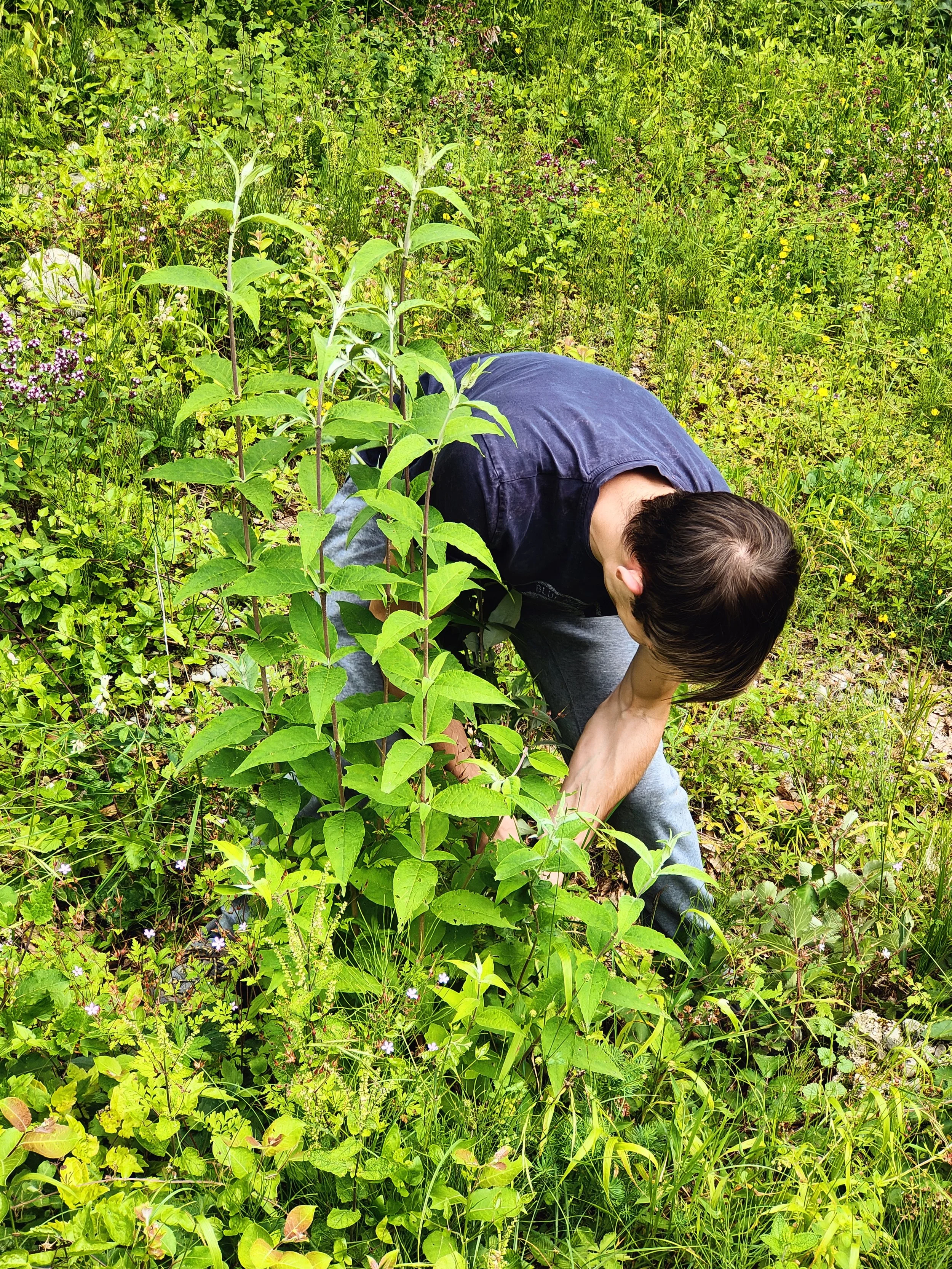Ein Mann pflanzt einen jungen Baum in einem grünen Feld.