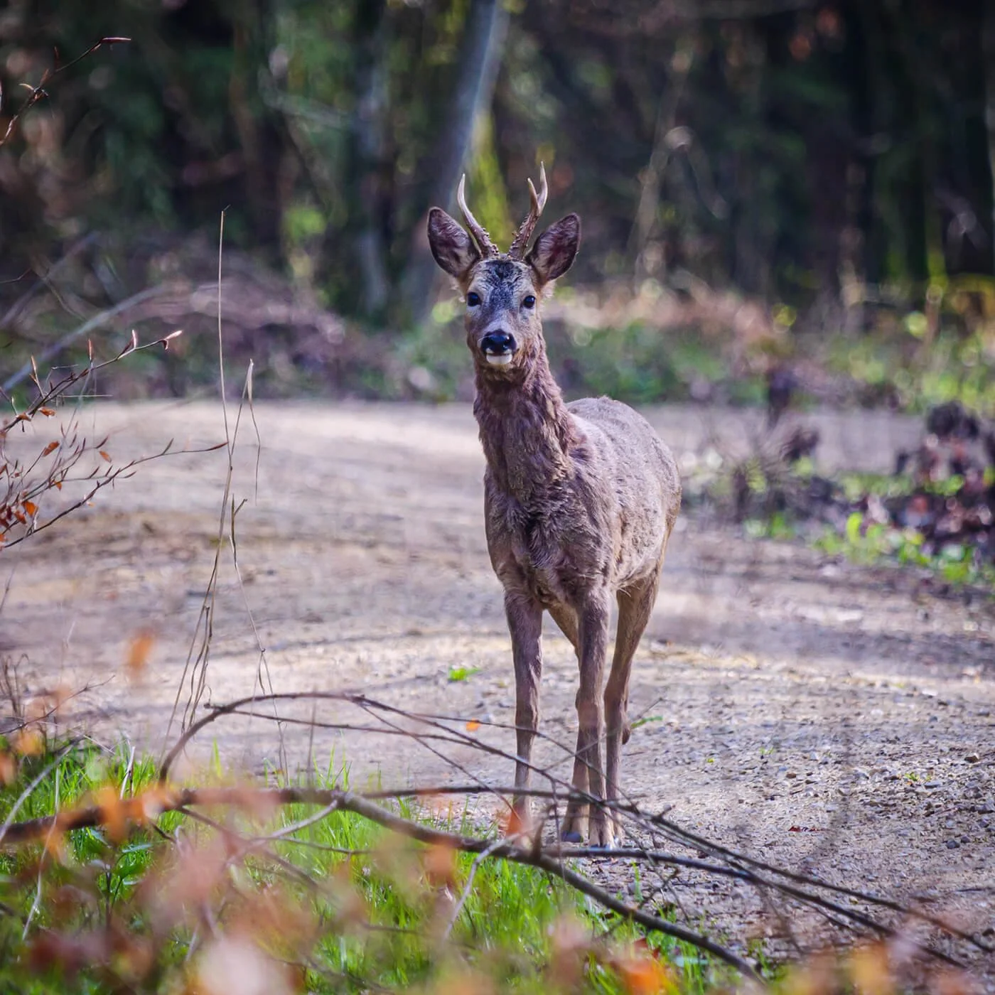 Ein Reh steht auf einem Waldweg, umgeben von Büschen und Bäumen.