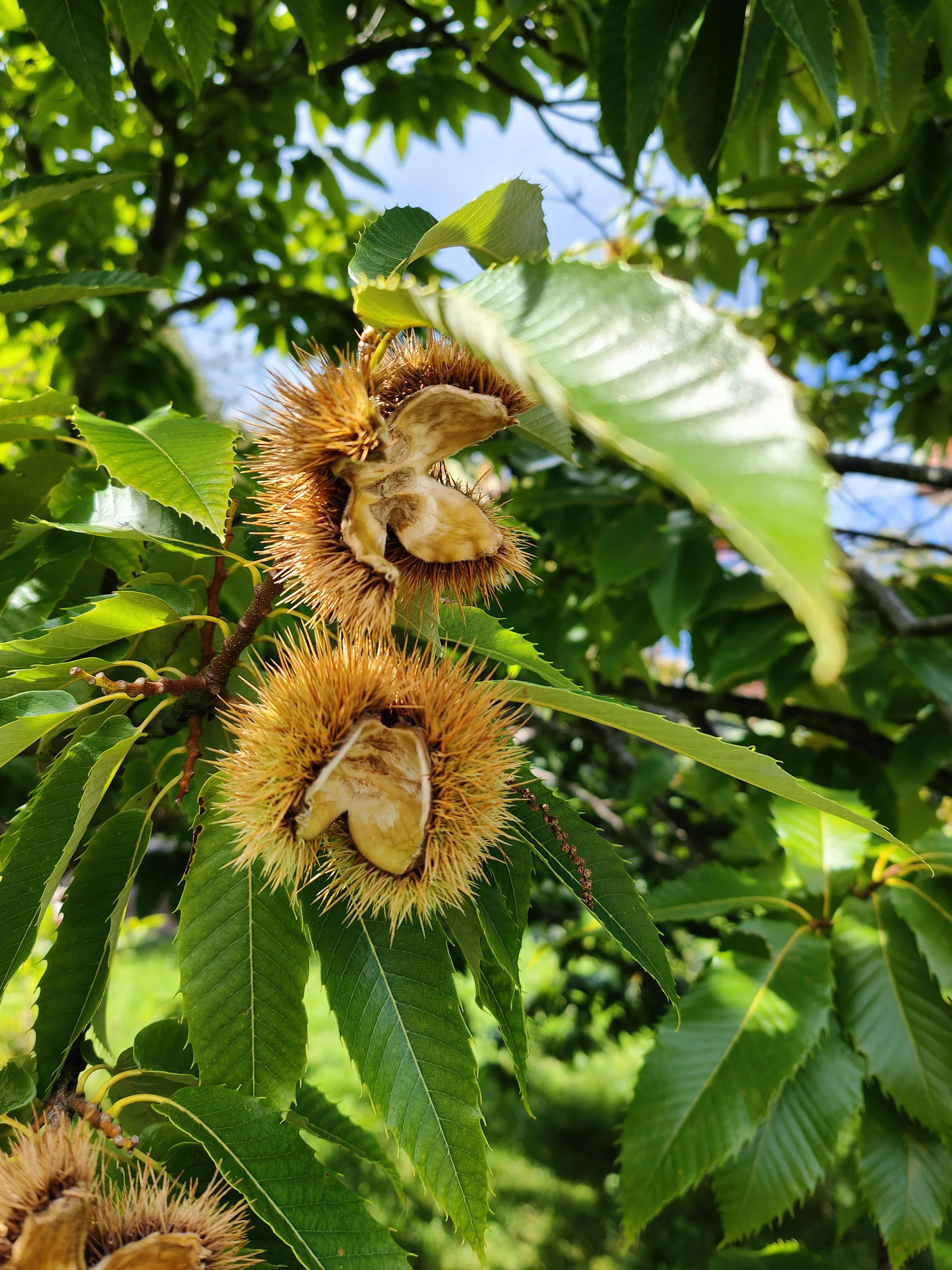 Edelkastanie (c) Christopher Müller