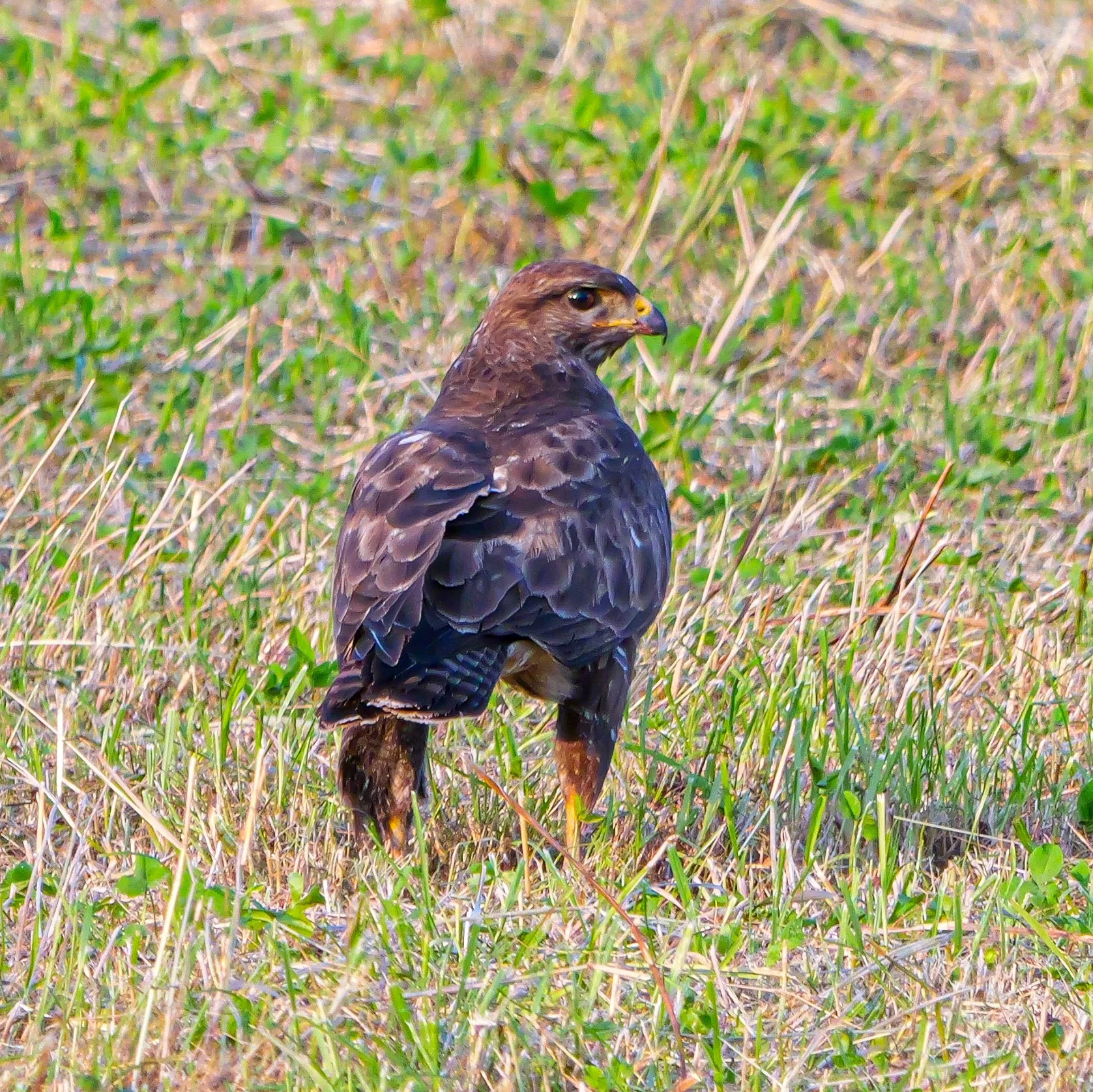 Mäusebussard (Oberweningen)