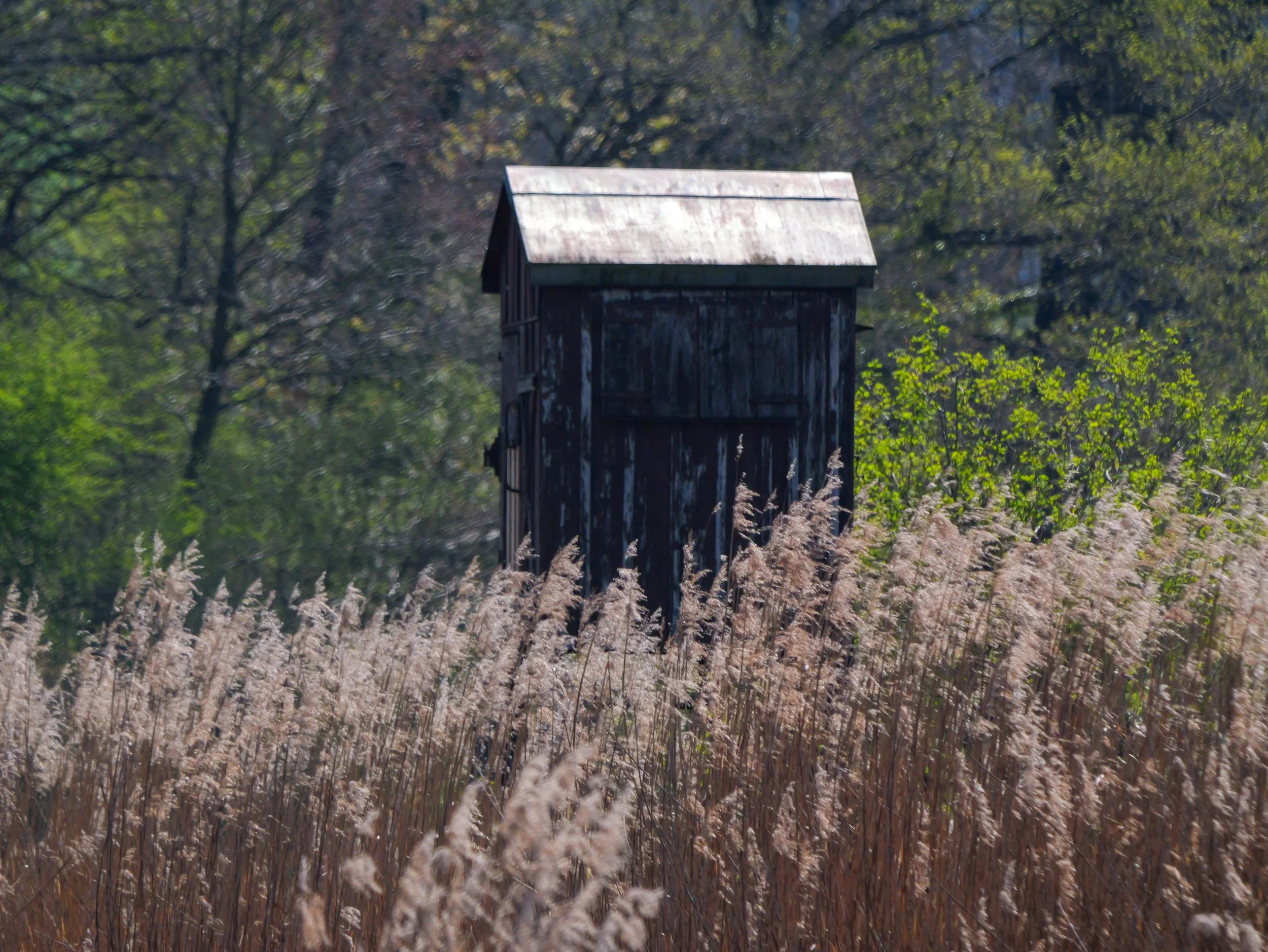 Neeracherried (c) Christopher Müller