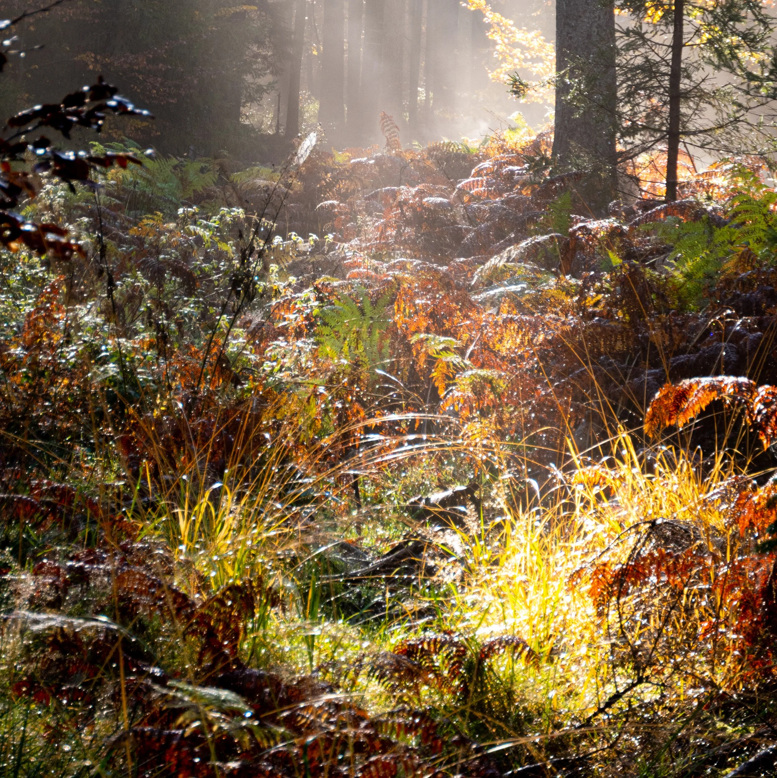 Herbstwald Egg (c) Christopher Müller