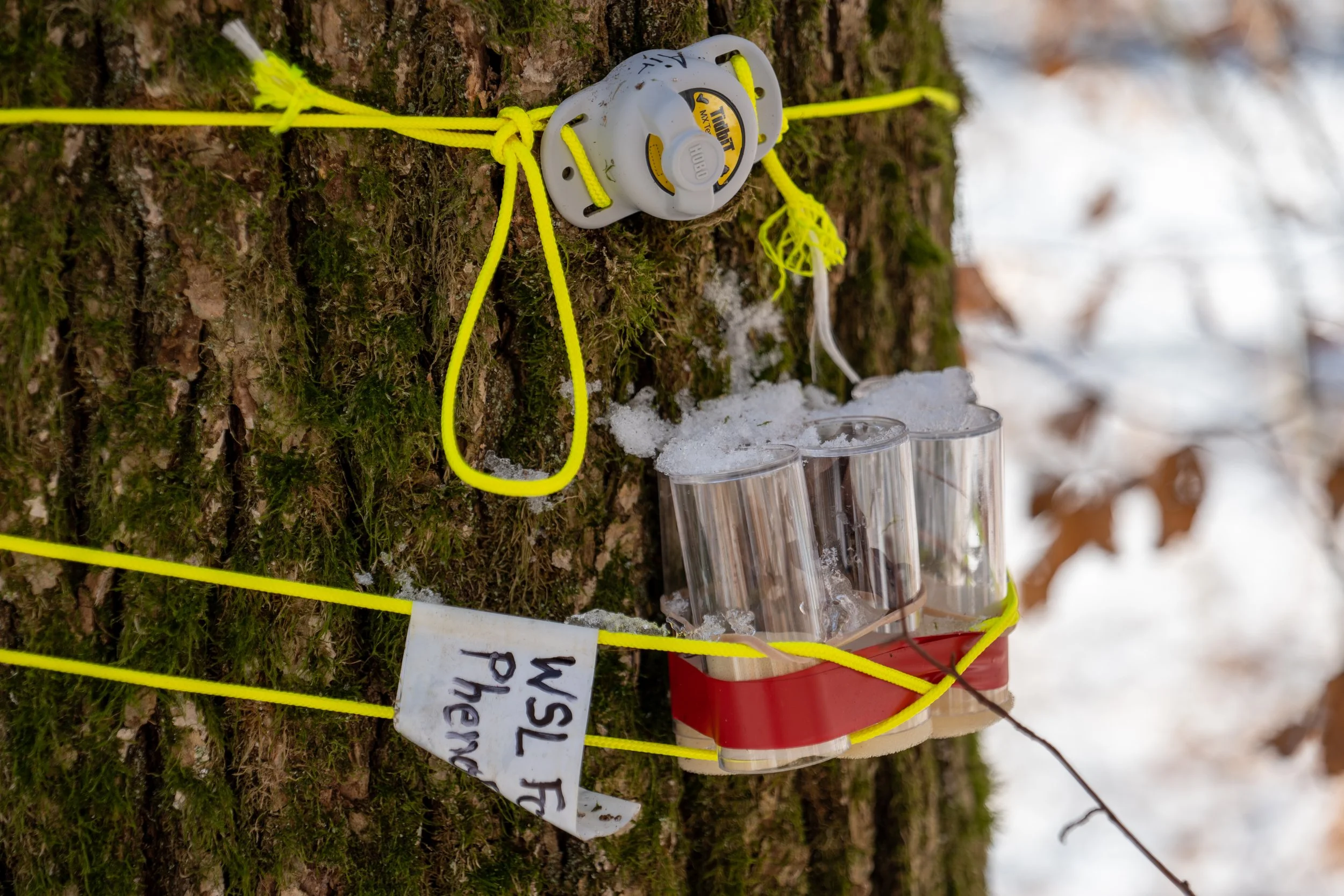 Phänologie in Oberweningen (c) Christopher Müller
