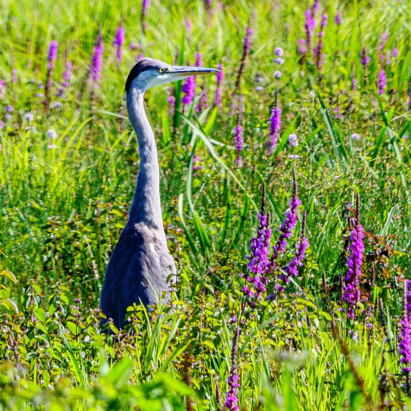 Kranich in einem grünen Feld mit lila Blumen