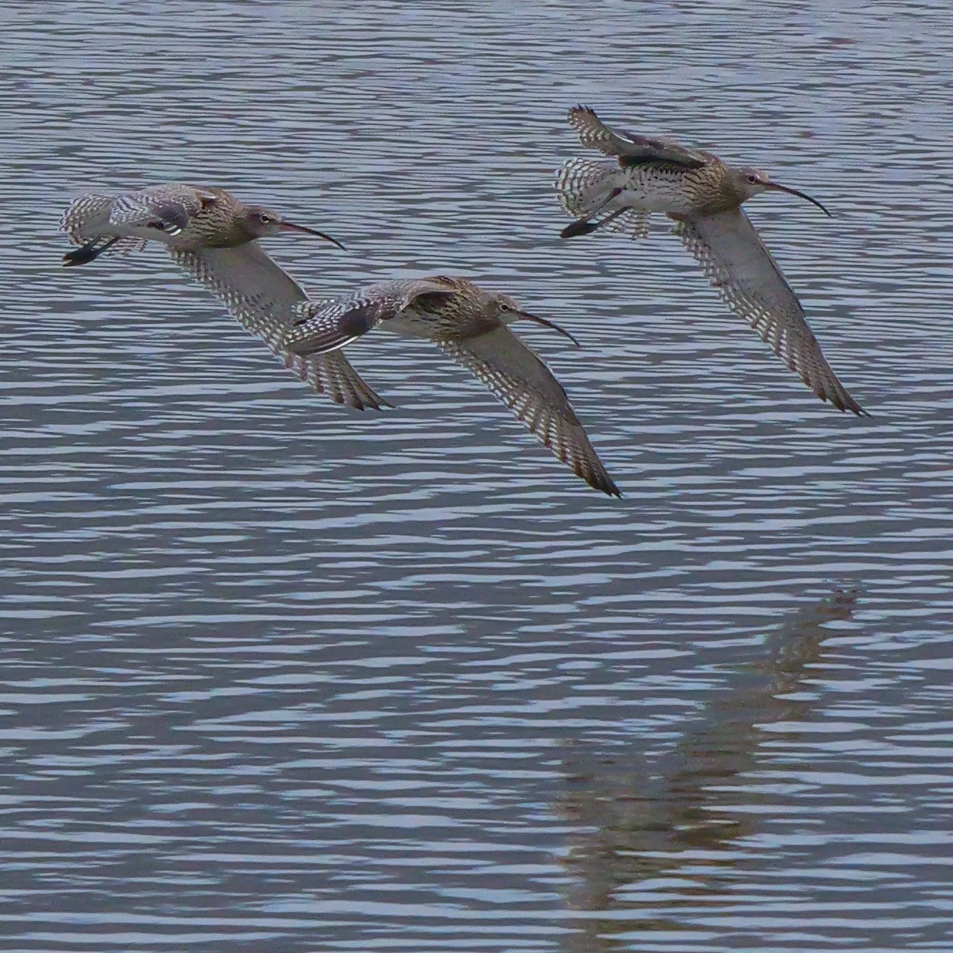 Grosser Brachvogel am Klingnauer Stausee
