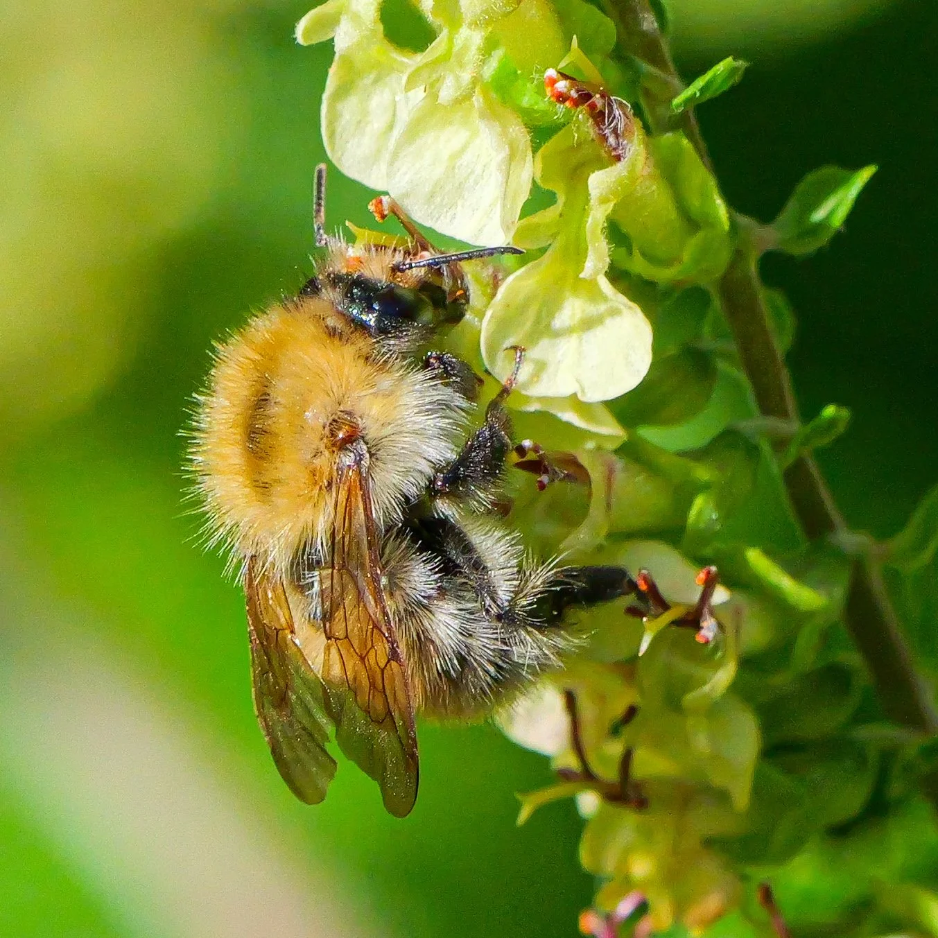 Ackerhummel (Bombus pascuorum)