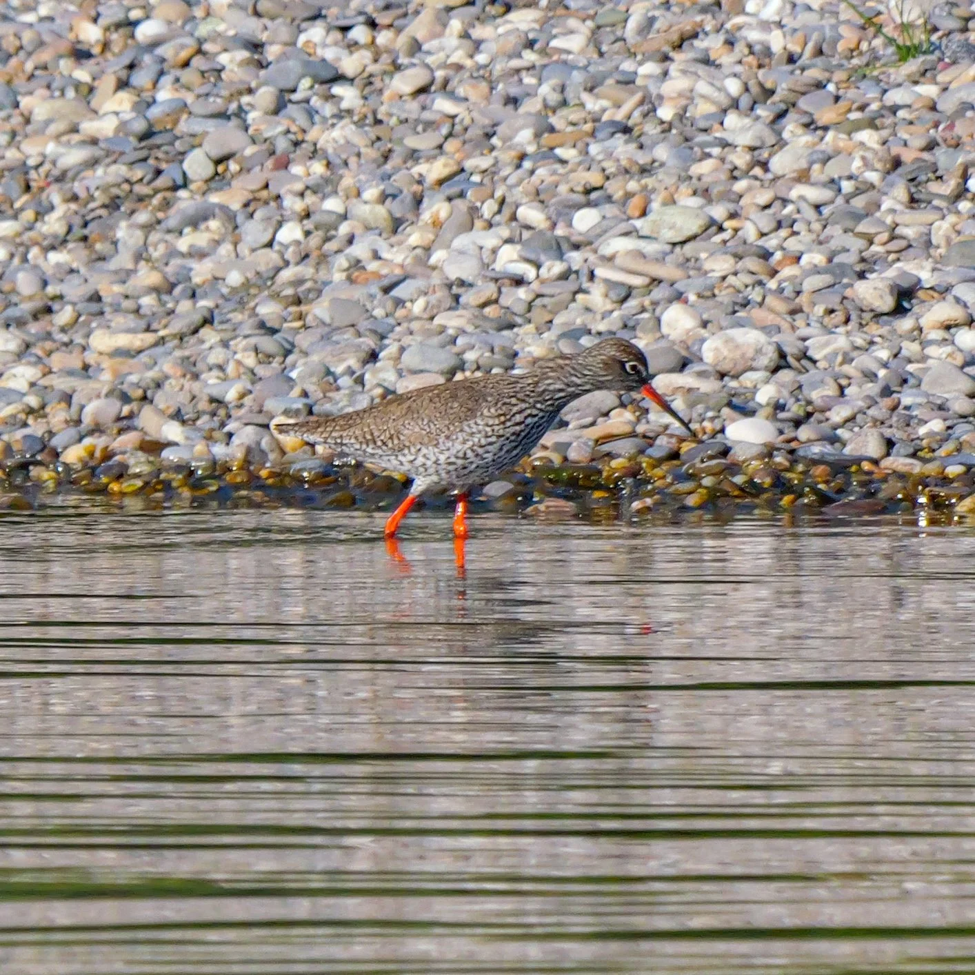 Rotschenkel im Grien