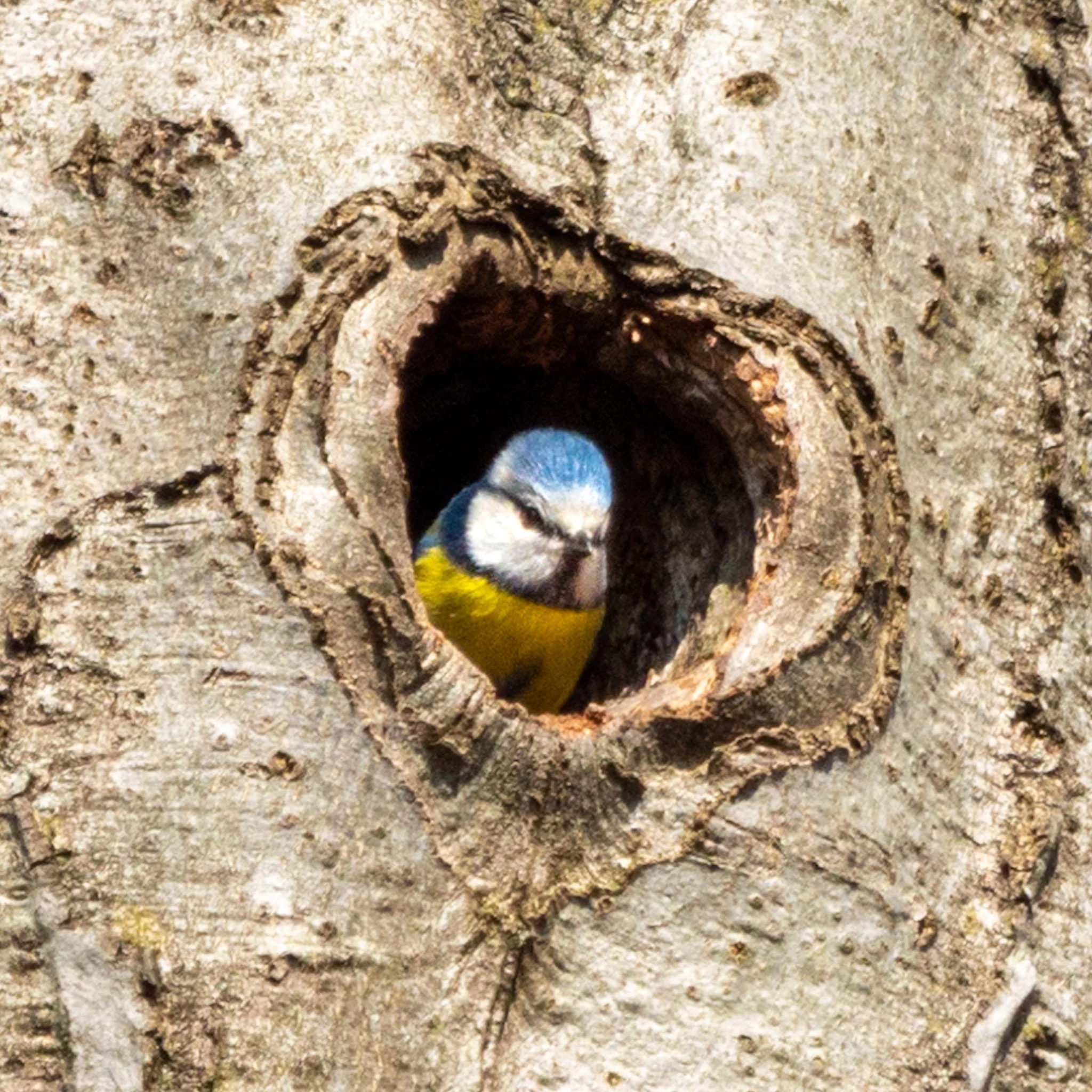 Ein blauer und gelber Vogel schaut aus einem hohlen Baum.