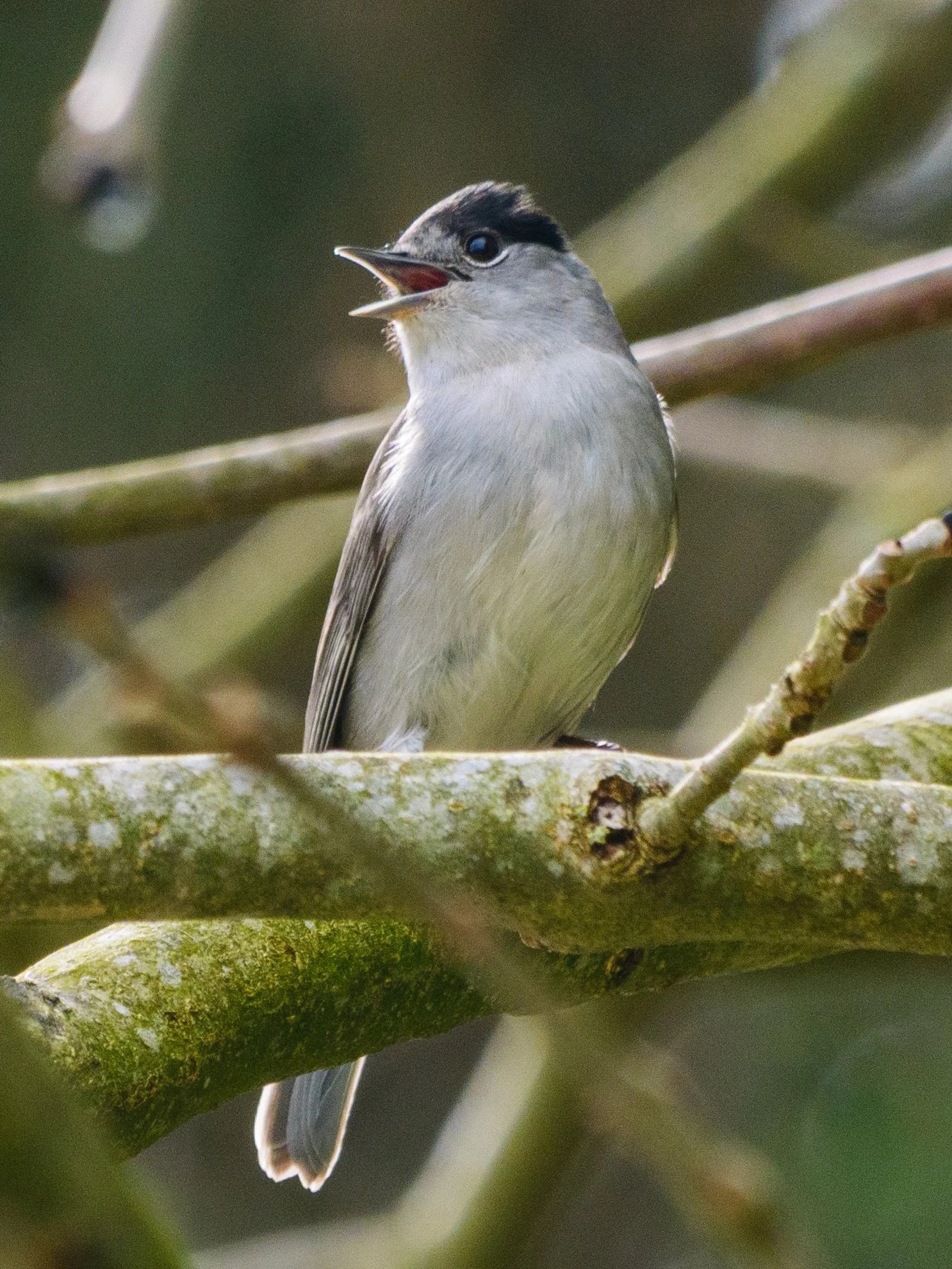 Möchsgrassmückenmännchen