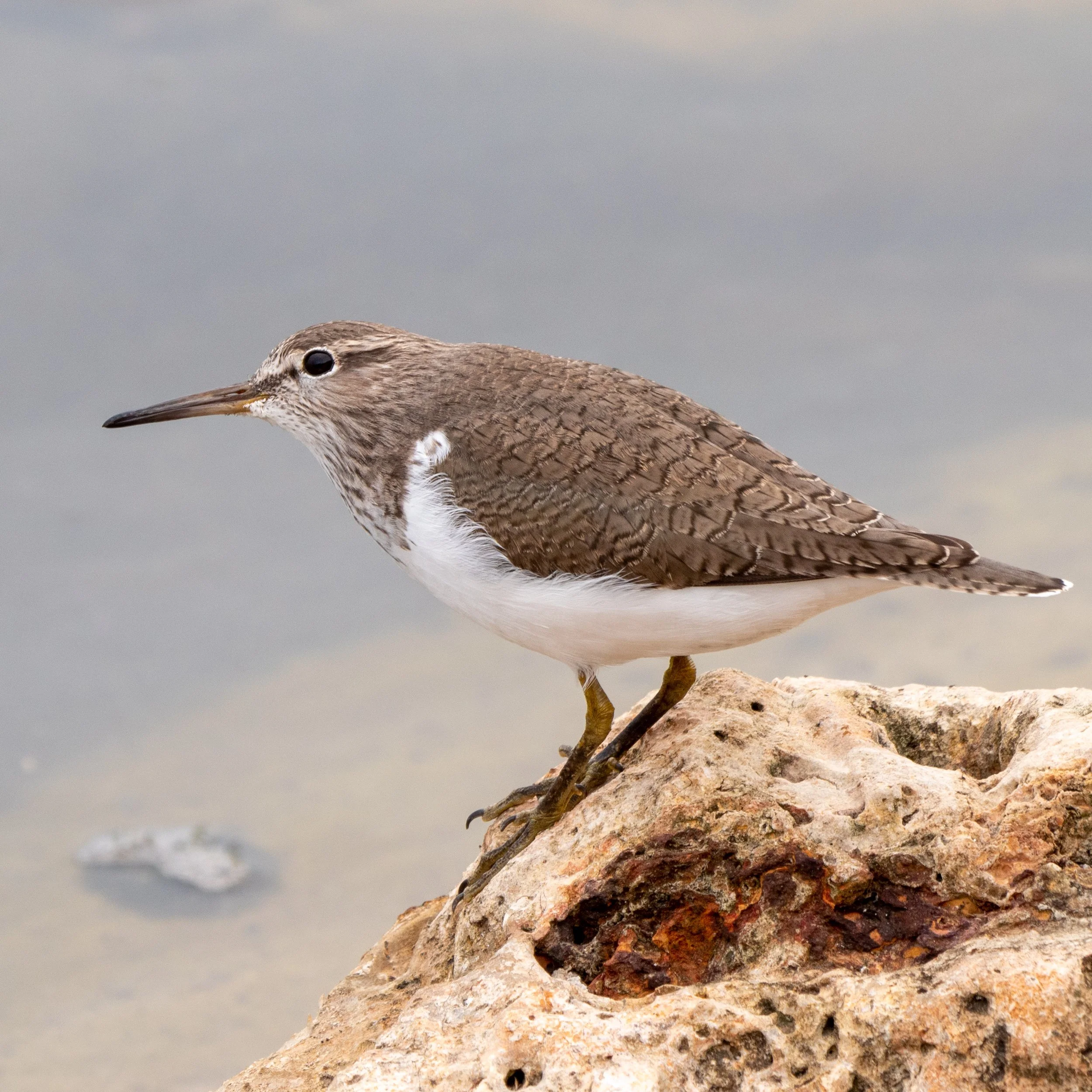 Flussuferläufer (c) Christopher Müller