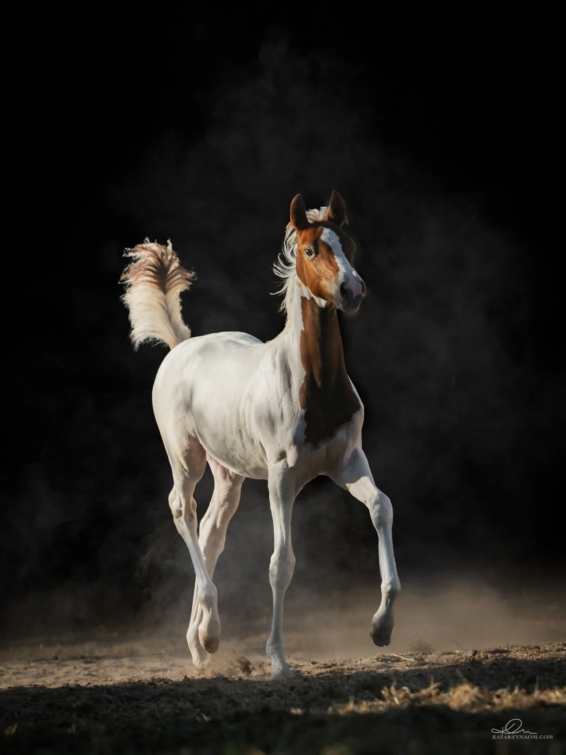 Havana ES BRP foal elite