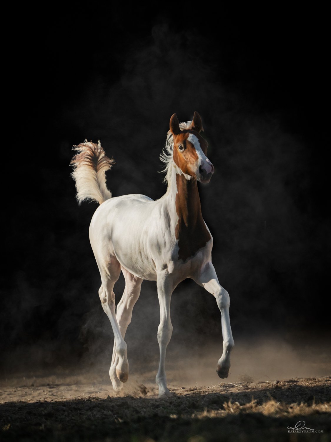 tobiano jumping foal bont veulen jumping