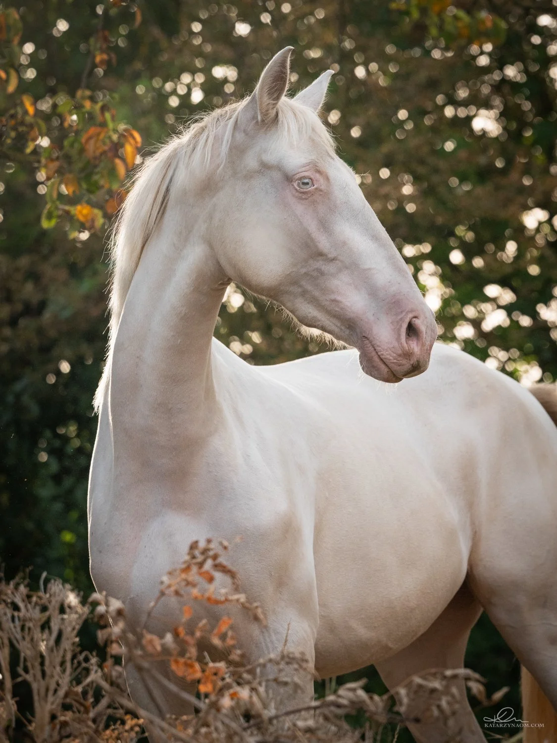 Perlina mare avero
