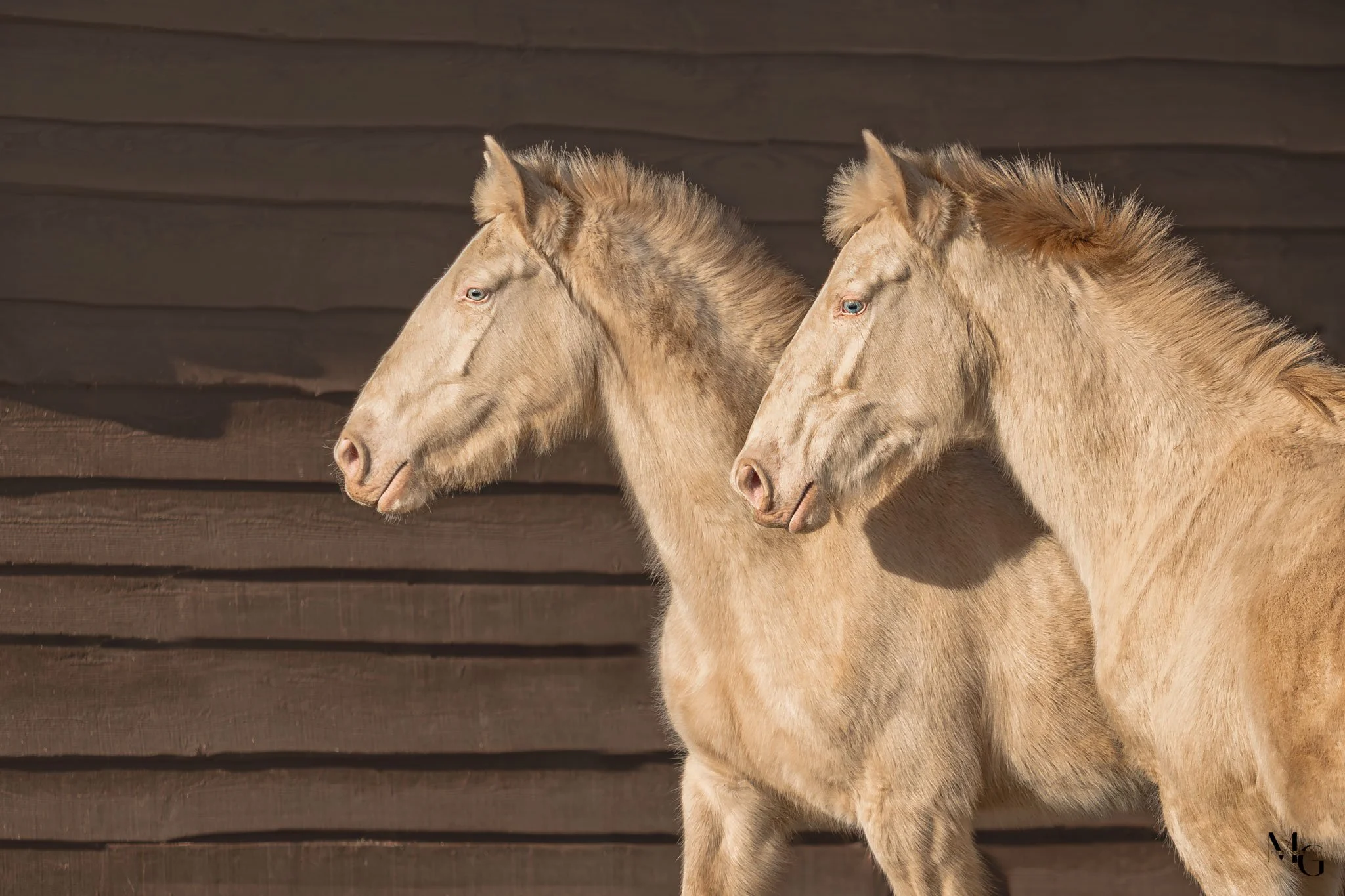 Twee jonge paarden die naast elkaar staan tegen een houten achtergrond.
