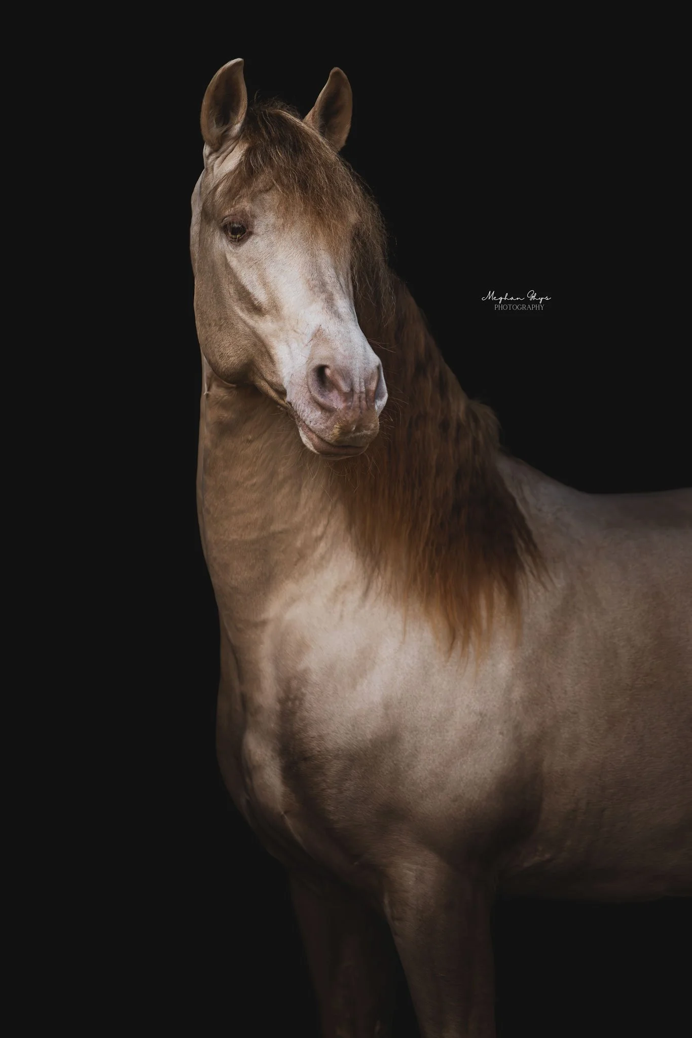 Een menselijke ruiter in een rijbroek en helm rijdt op een lichtbruine paard in een overdekte binnenbak.