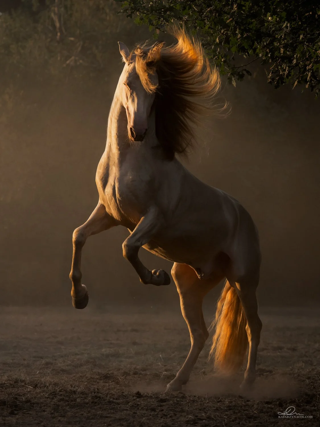 DSC_1101-Edit_online.jpg