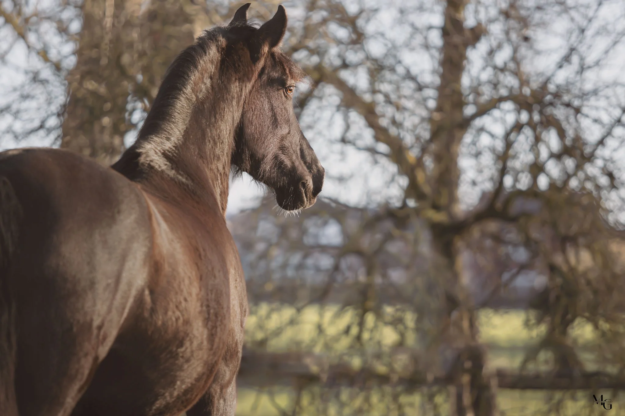 Zwart paard staat zijaanzicht in een bos met bomen op de achtergrond.