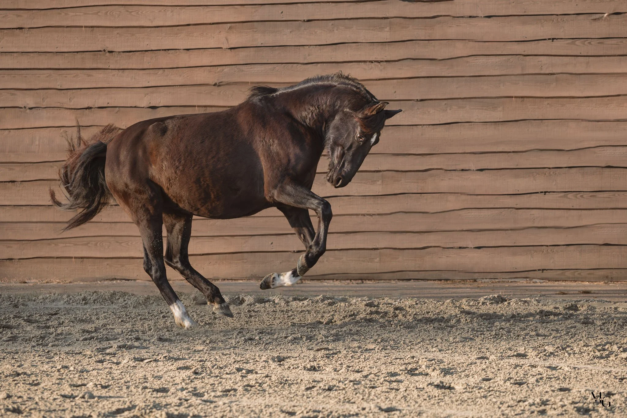Een zwarte paard die in een zandbak speelt voor een houten hek.