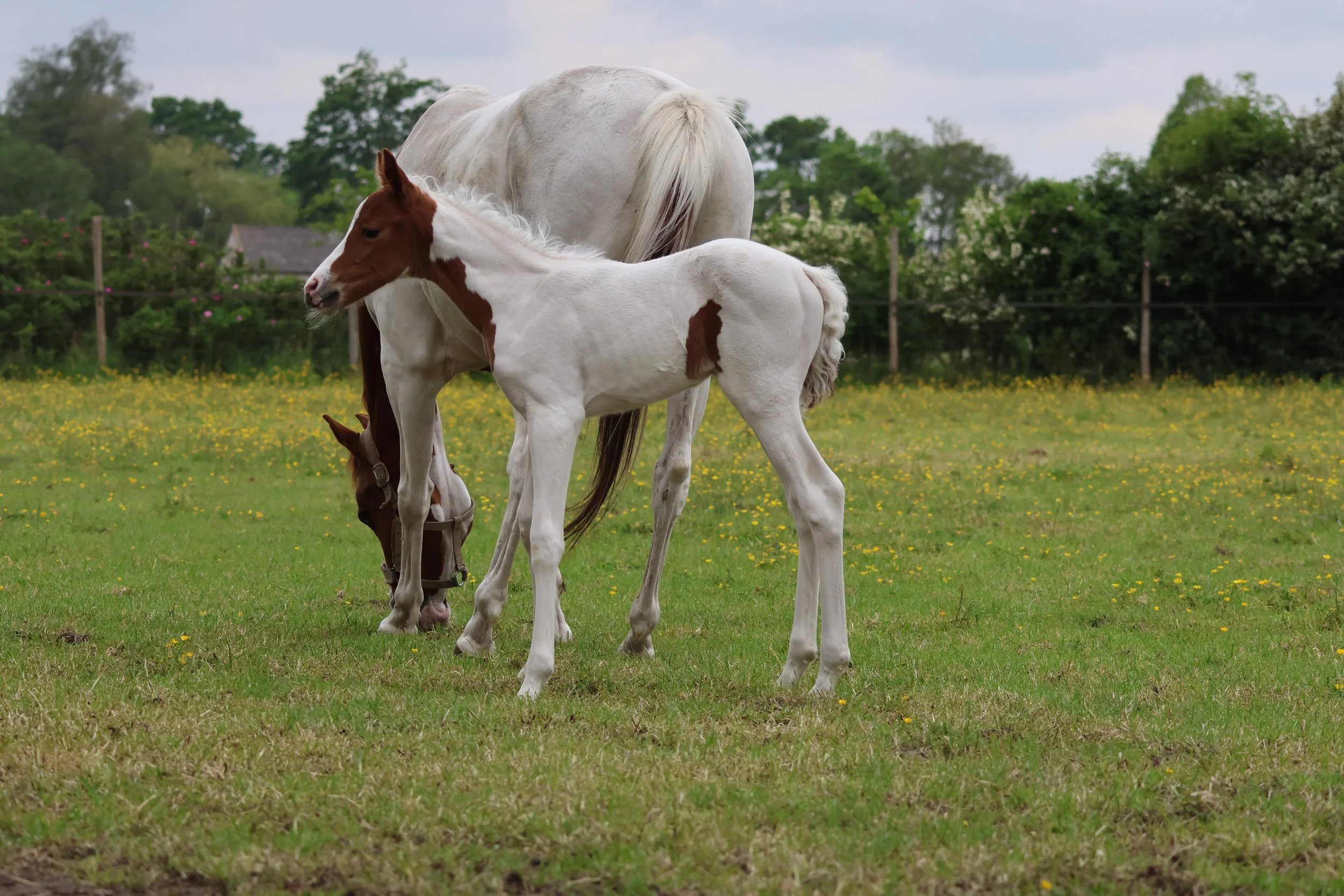 Havana ES BRP foal elite