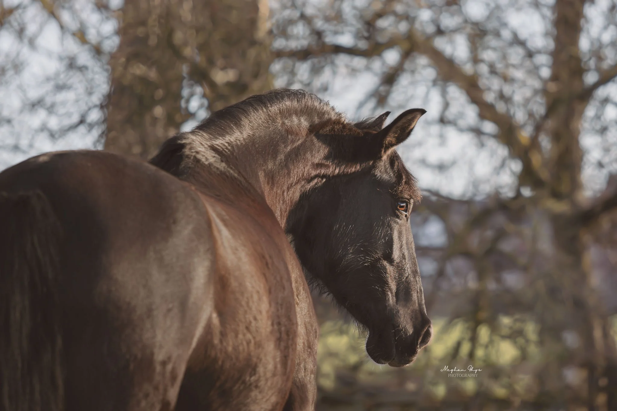 Een zwartbruine paard met een glanzende vacht staat met zijn hoofd naar beneden, achter een boom in een bosrijke omgeving met bomen en een heldere lucht.