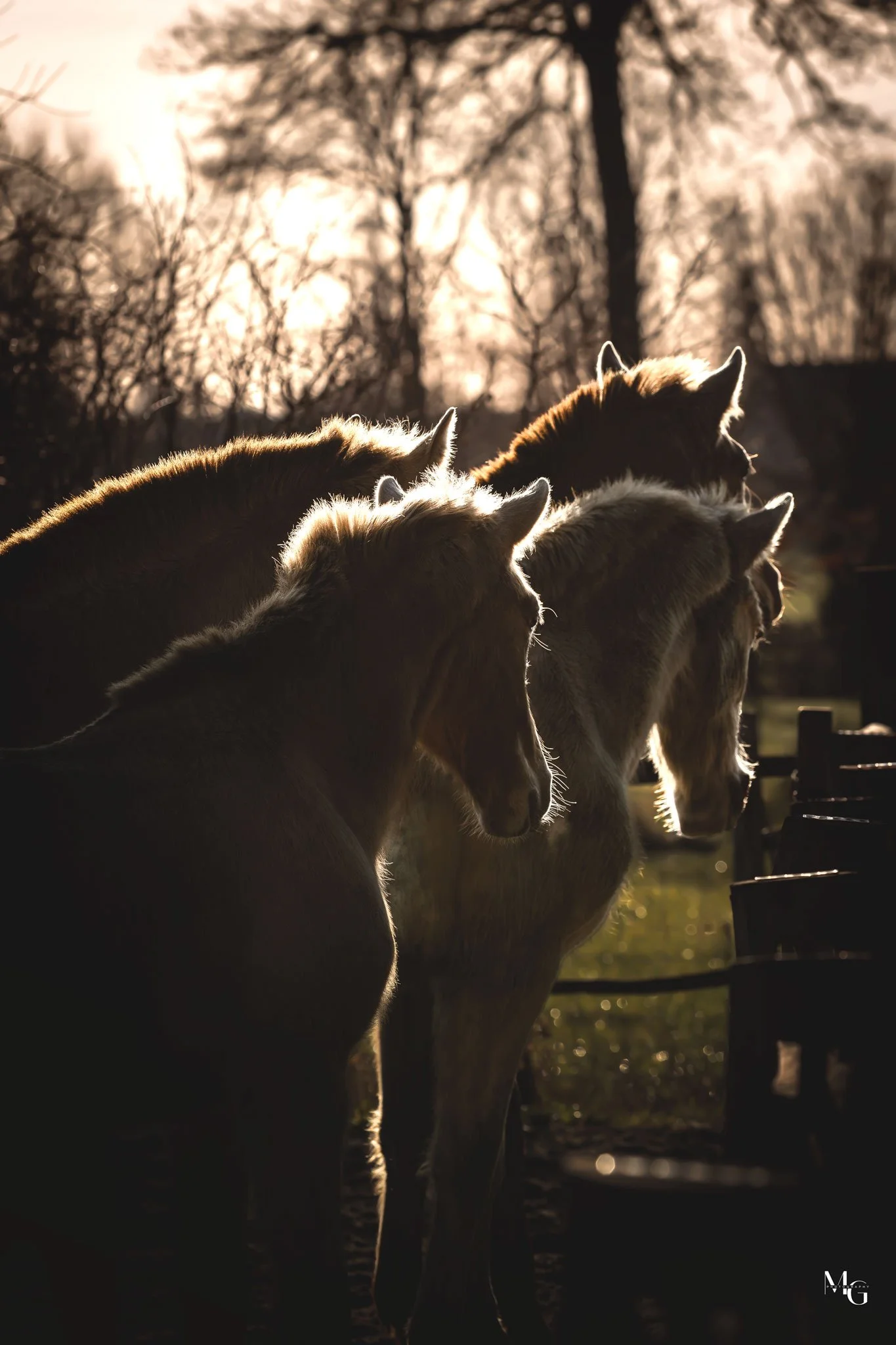 Vier paarden staan in de schaduw met de zon die erachter schijnt, silhouetten van bomen op de achtergrond.