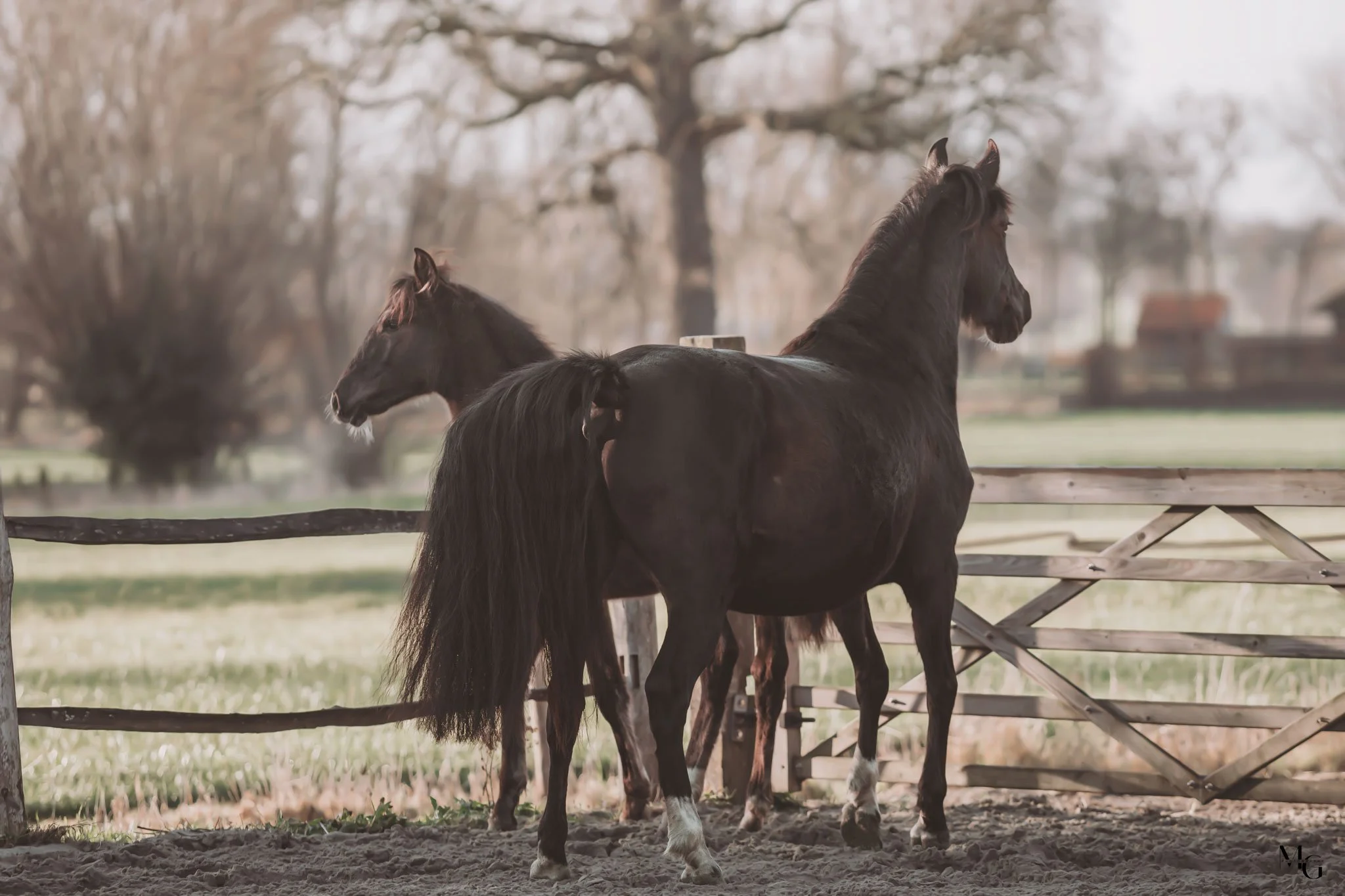 Twee zwarte paarden staan in een omheinde weiland met een houten hek, met bomen en open landschap op de achtergrond.
