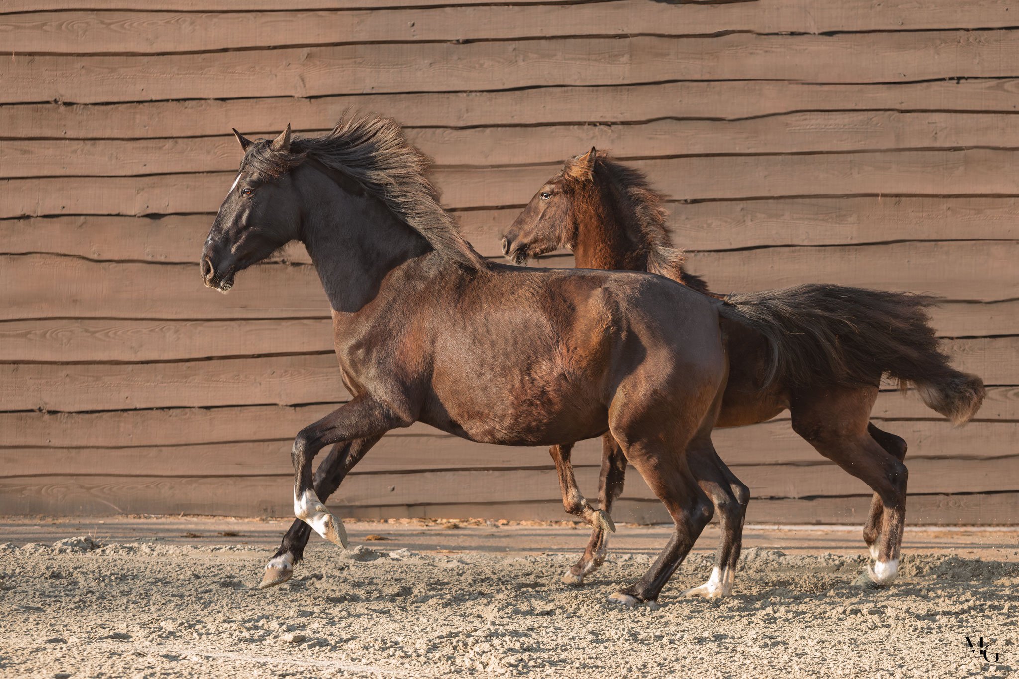 Twee paarden rennen op een zandgrond voor een houten muur.