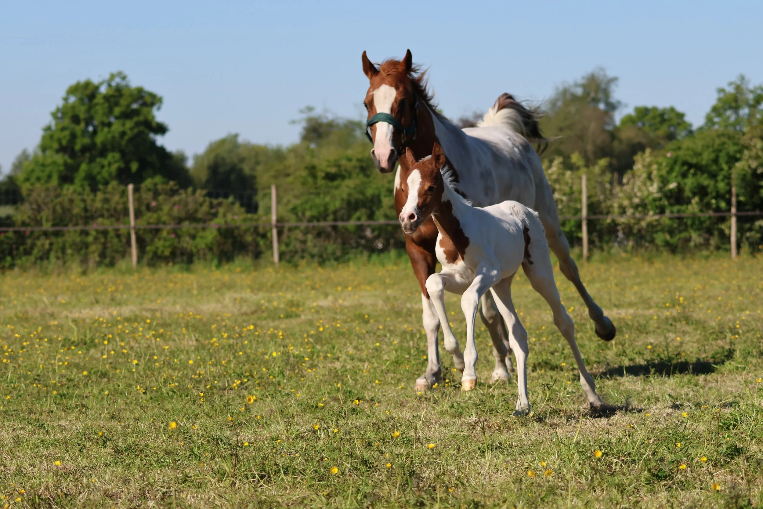 tobiano jumping foal bont veulen jumping