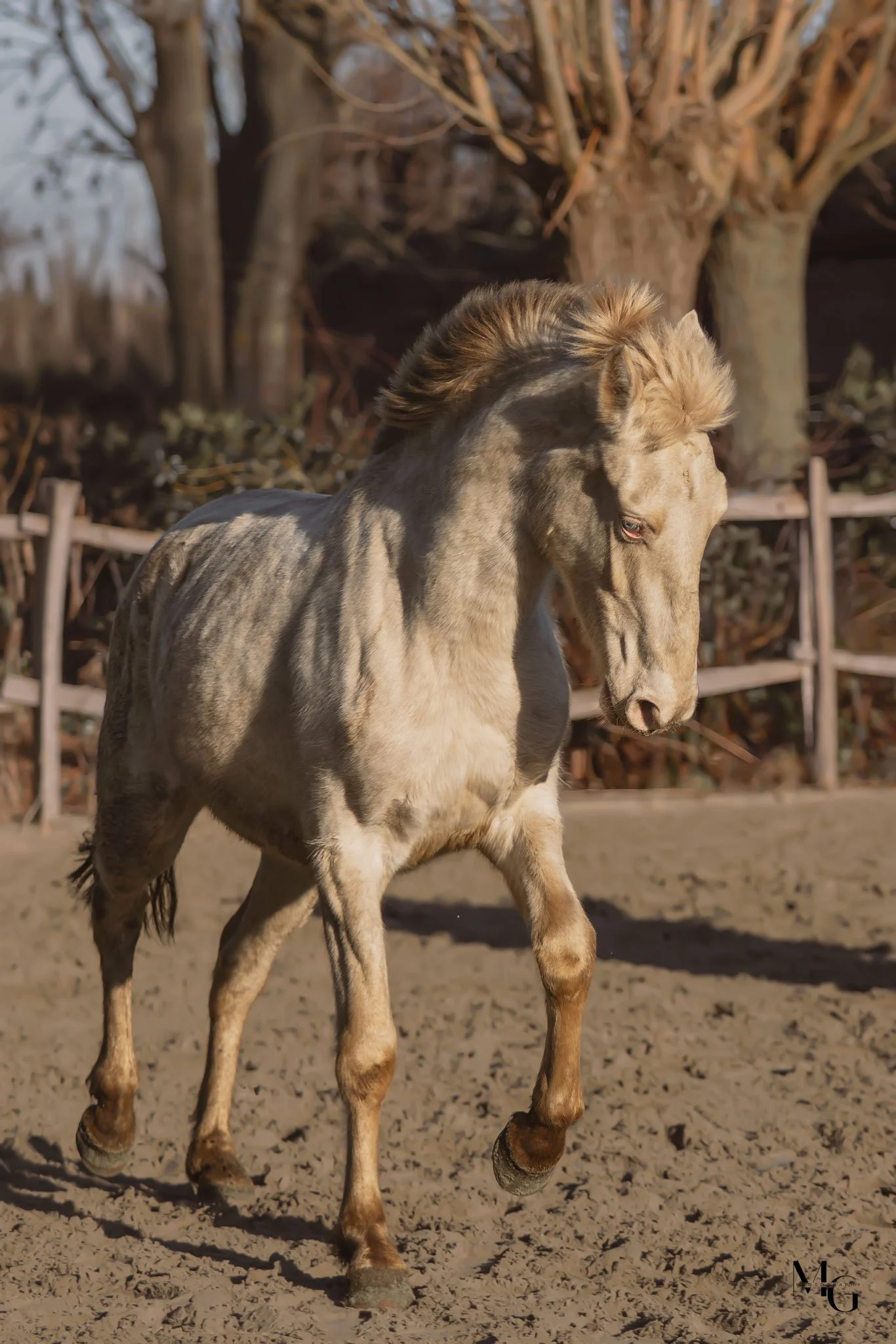Een jonge gitzwarte en witte Shetland pony met een beige vacht en een manen met een lichte kleur, rijdend op zand. Achtergrond met bomen en een houten hek.