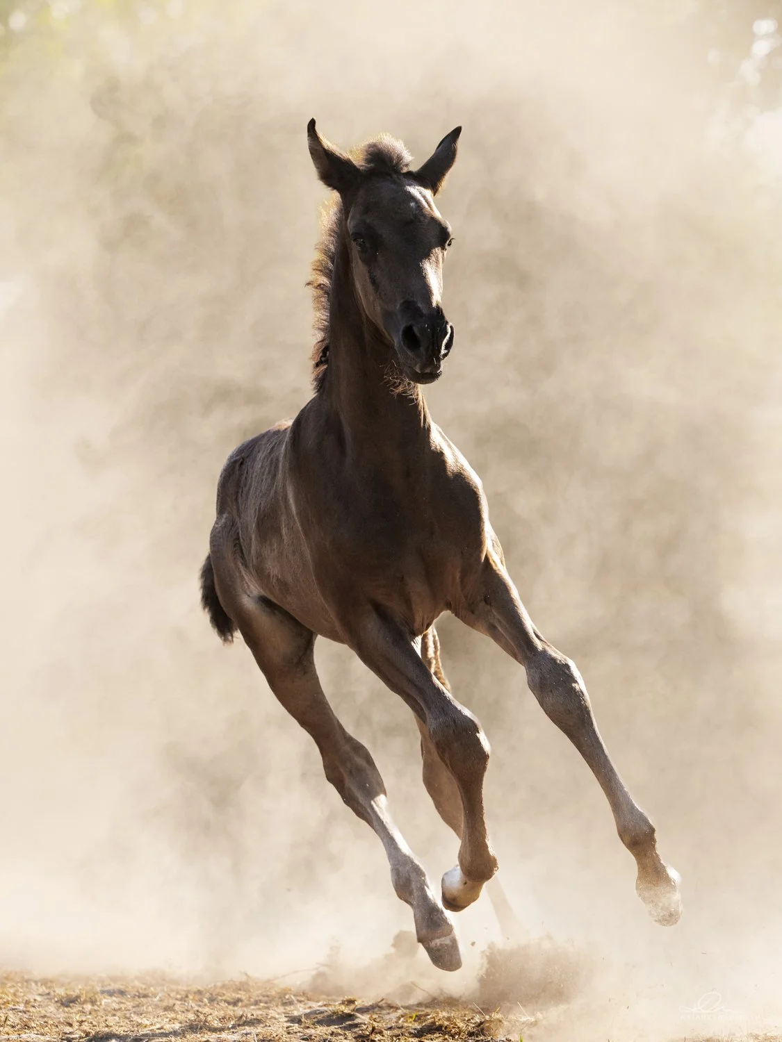 Smokey Black stallion ermitaño bloodline