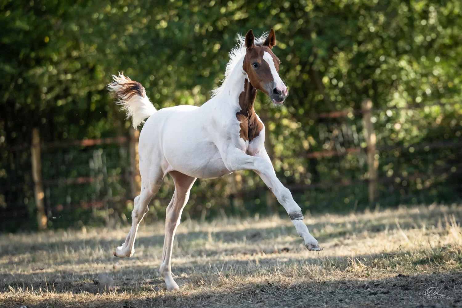 pinto filly elite