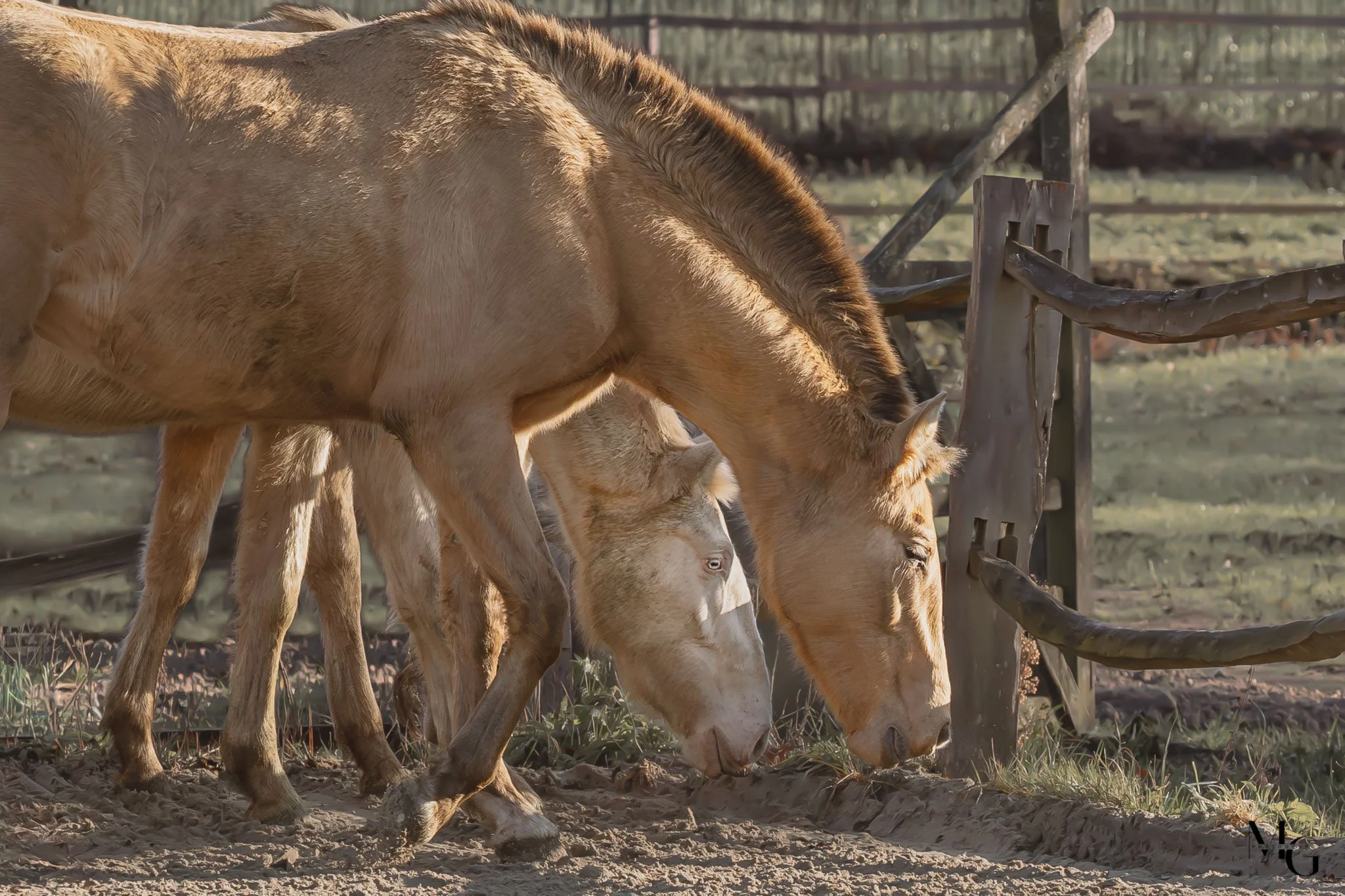 Twee paarden staan samen in een omheinde wei, met de liggende zon die op hun lichamen schijnt.