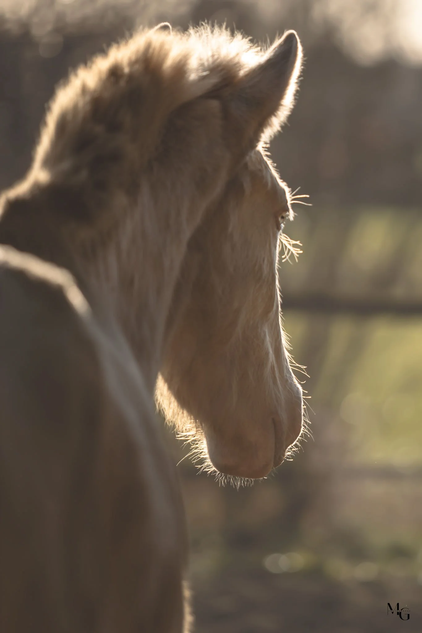 Close-up van een lichtbruine hengst in zijaanzicht, met de zon op de manen, staand in een schemerachtige omgeving.