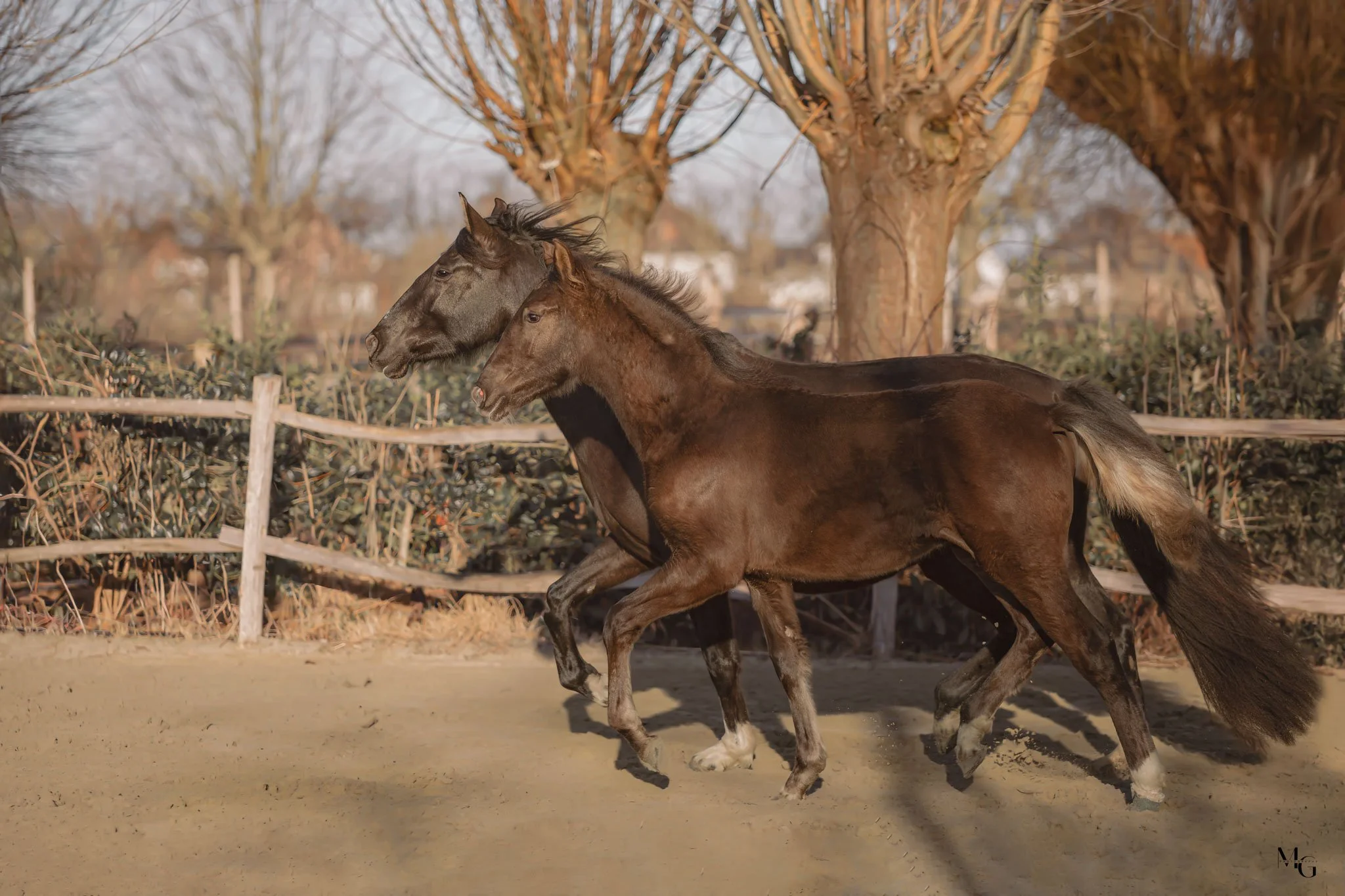 Twee paarden rennen samen op een zandpad, met bomen en een houten hek op de achtergrond.