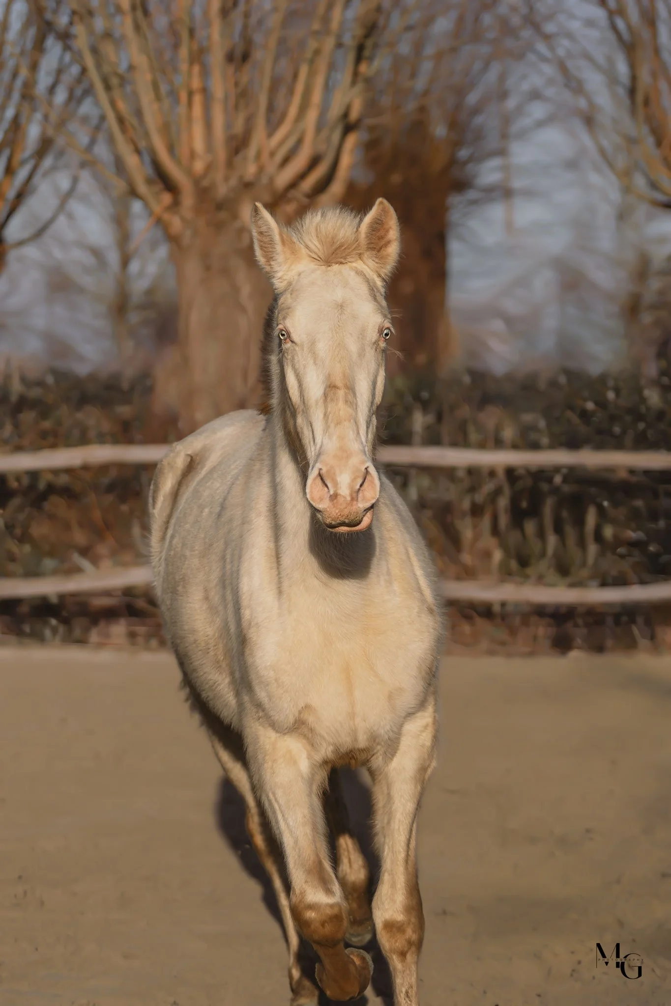 Een lichtgrijze paard loopt op een mestveld, met bladenloze bomen op de achtergrond en een houten hek.