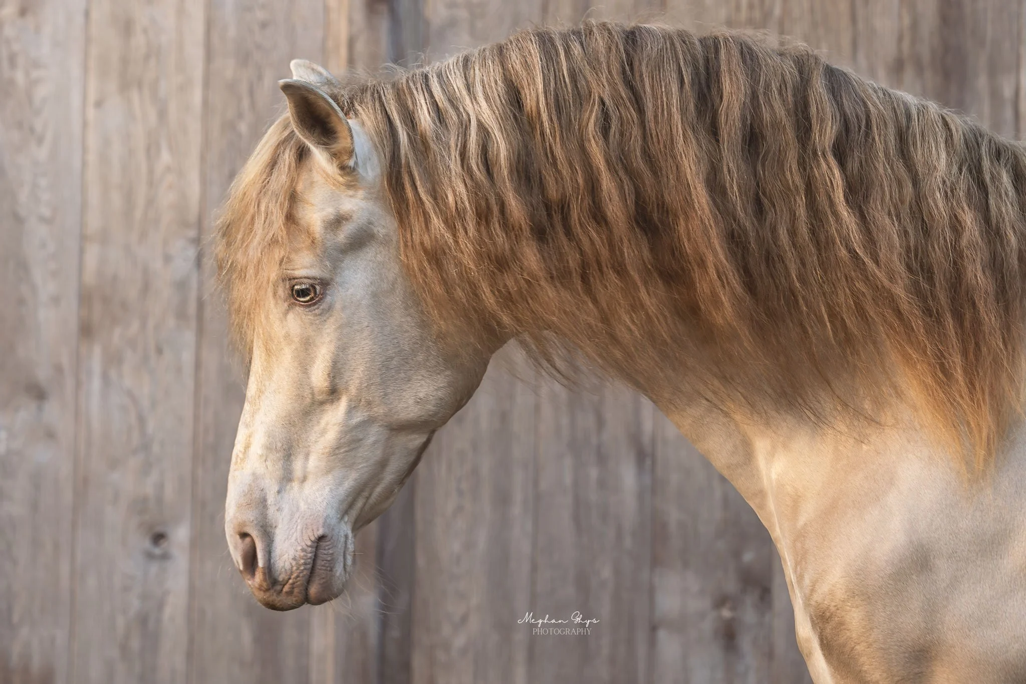 Drie paarden in een wei met waterbakken en schaduw onder een blauwe hemel met wolken.