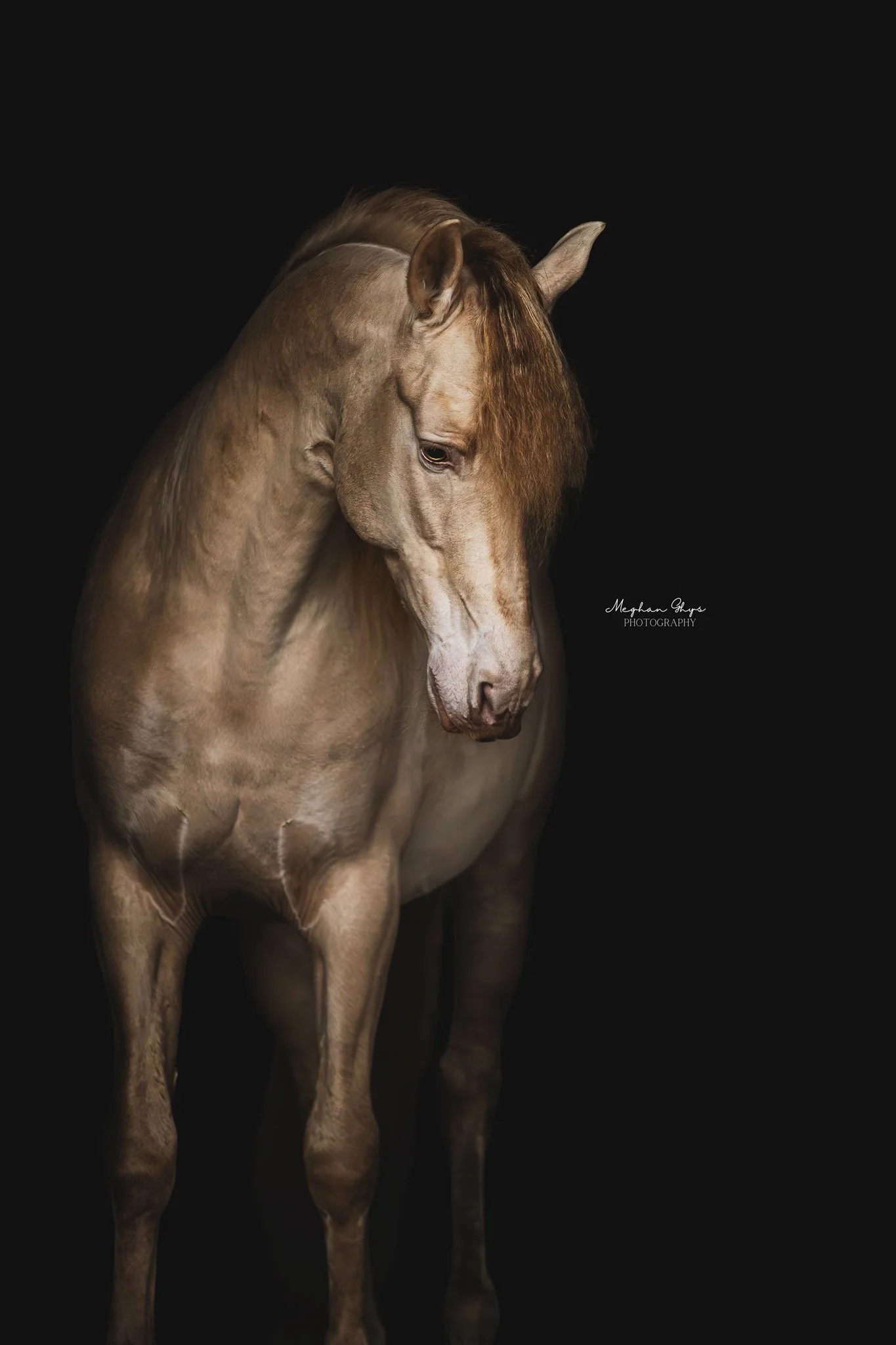 een bruine veulen die op de grond ligt op een boerderij met een houten omheining, gras en bomen op de achtergrond, bewolkte lucht