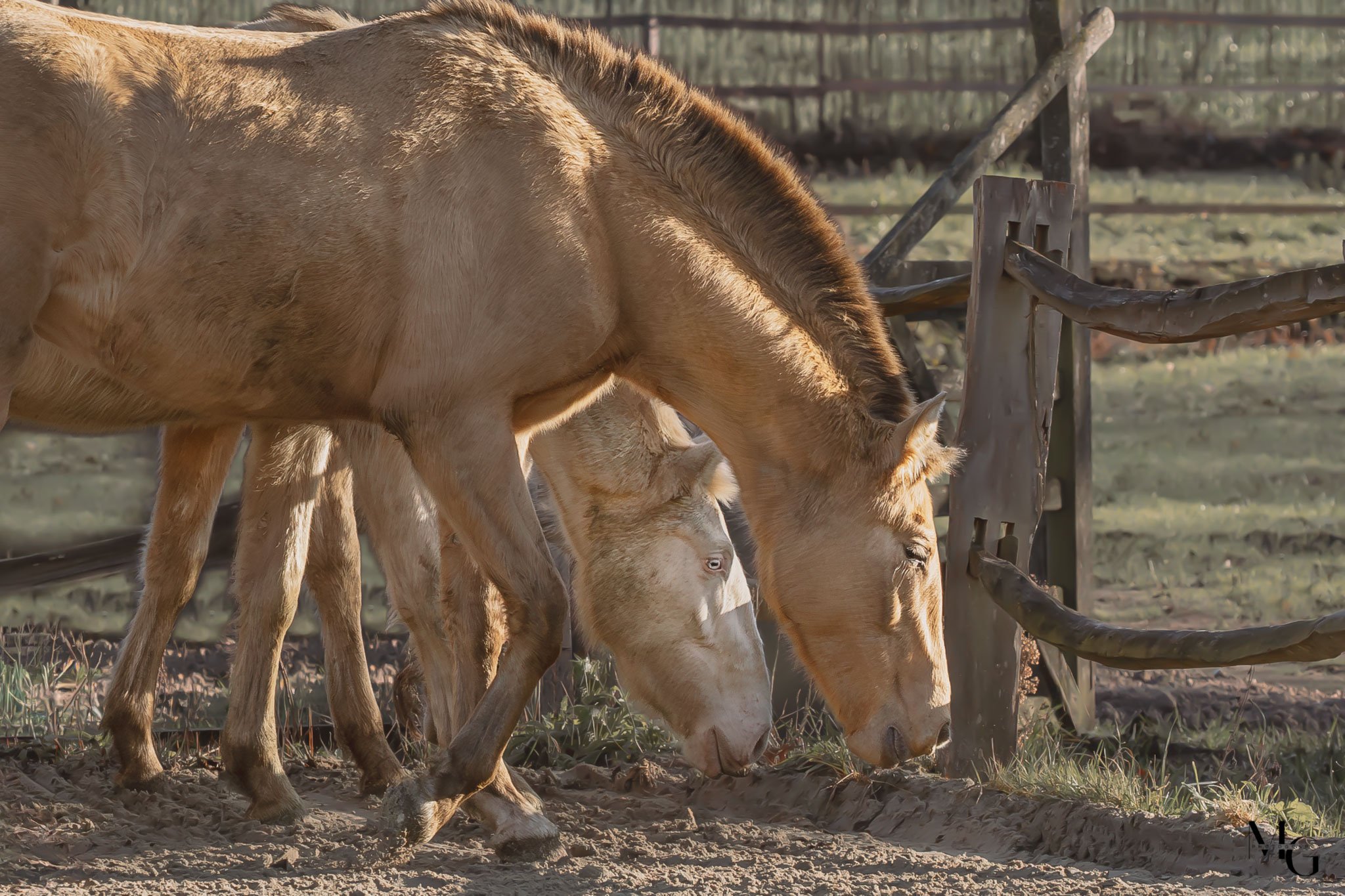 Twee bruine paarden die samen grazen in een omheinde wei.