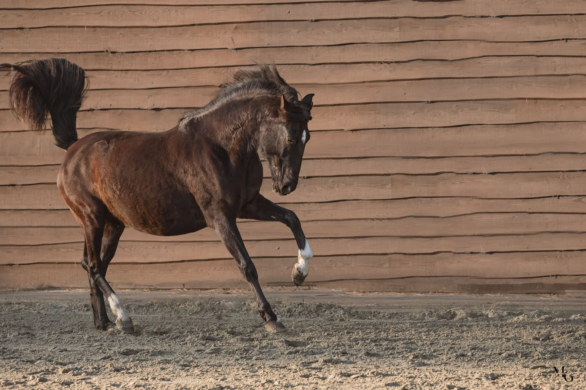 Twee paarden, een volwassen paard en een jonge veulentje, staan samen in een groene weide onder een grote boom op een bewolkte dag.