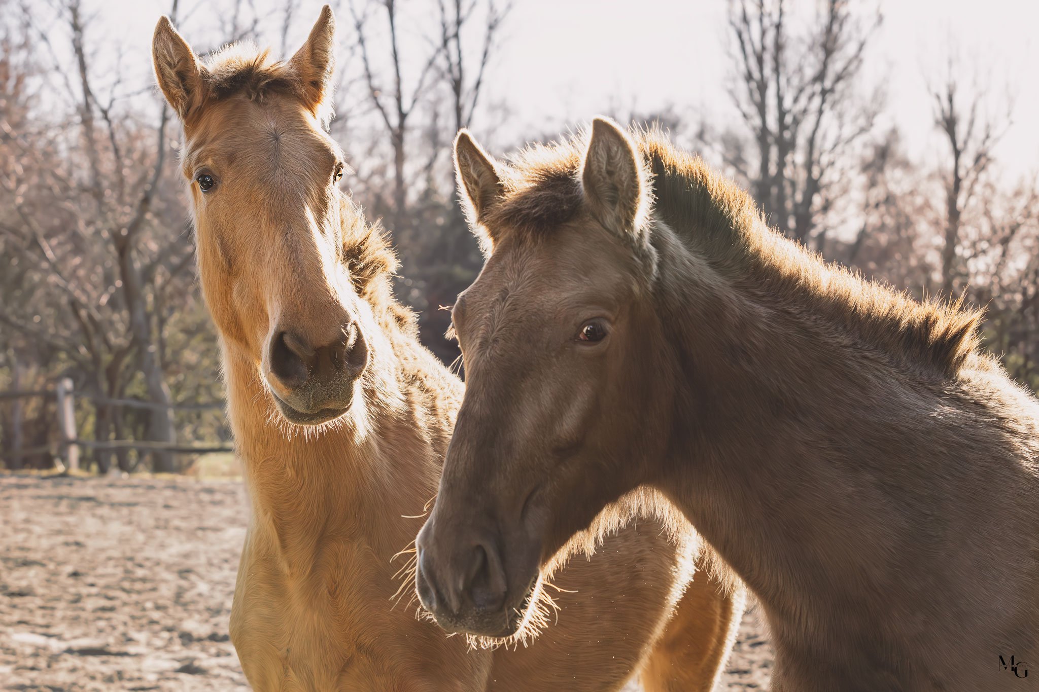 Twee jonge paarden staan samen in een zonnige buitenboerderij met bomen op de achtergrond.