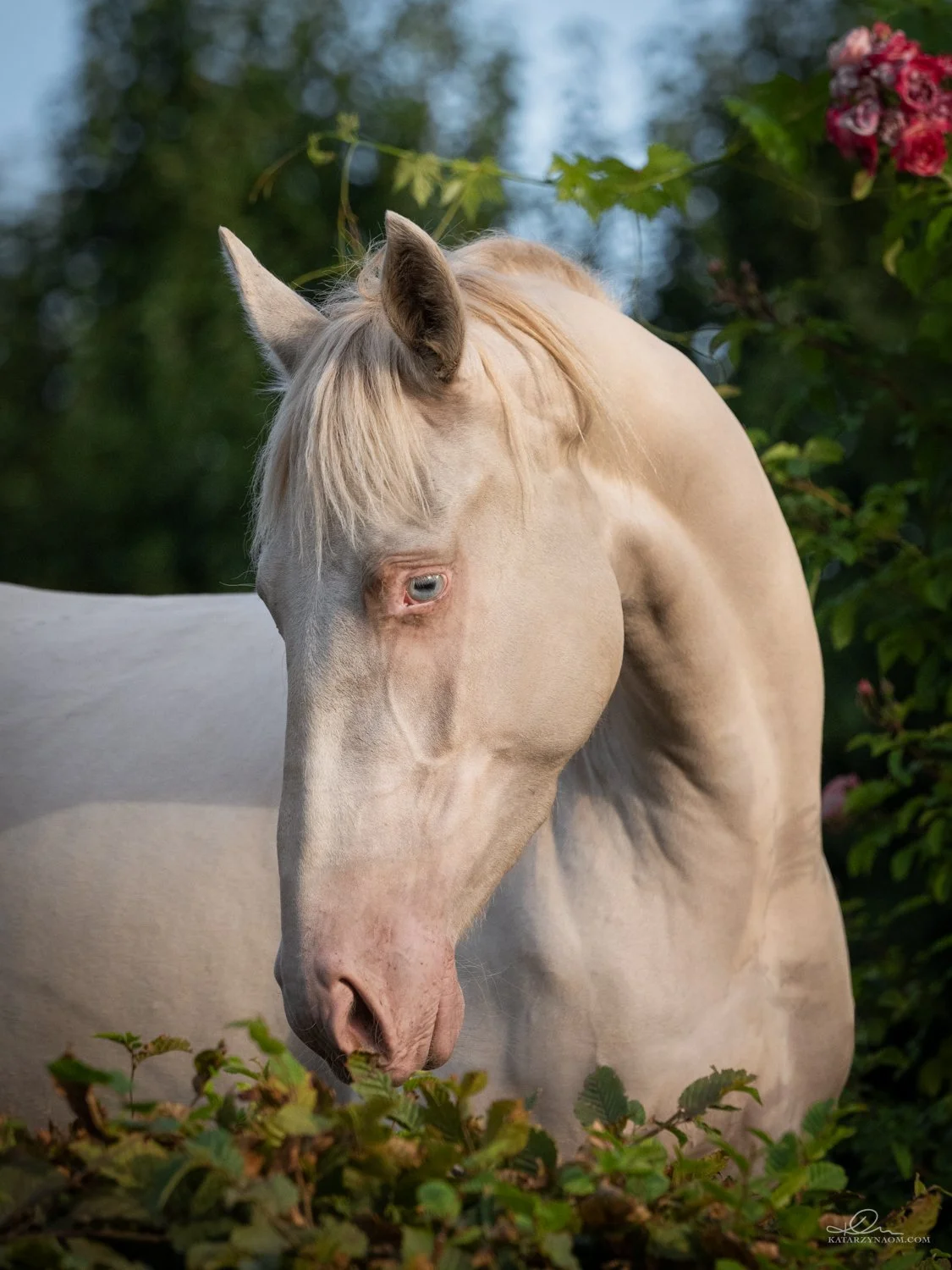 perlina blue eyes PRE