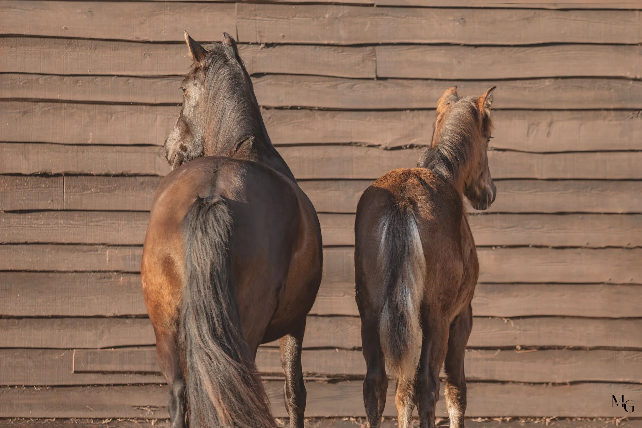 Twee paarden staan met hun achterkant naar de camera voor een houten omheining.