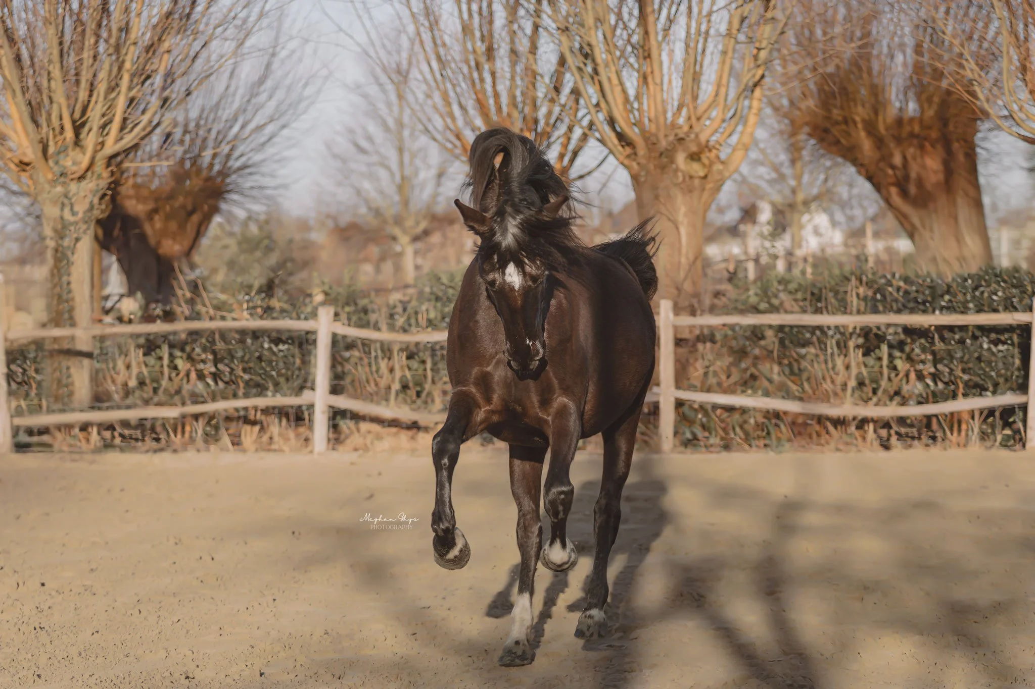een jong paard staat in een weiland, op de achtergrond staan andere paarden en bomen, het is een bewolkte dag.
