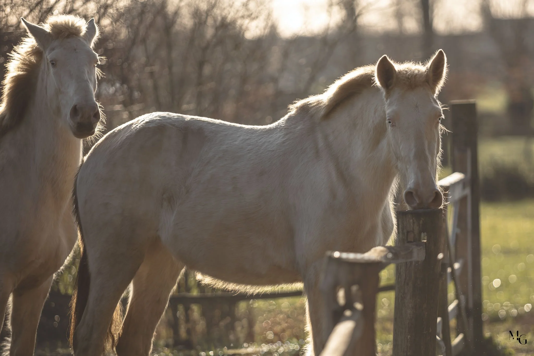 Twee witte paarden staan op een zonnige dag achter een houten hek, met bladauto en bomen op de achtergrond.