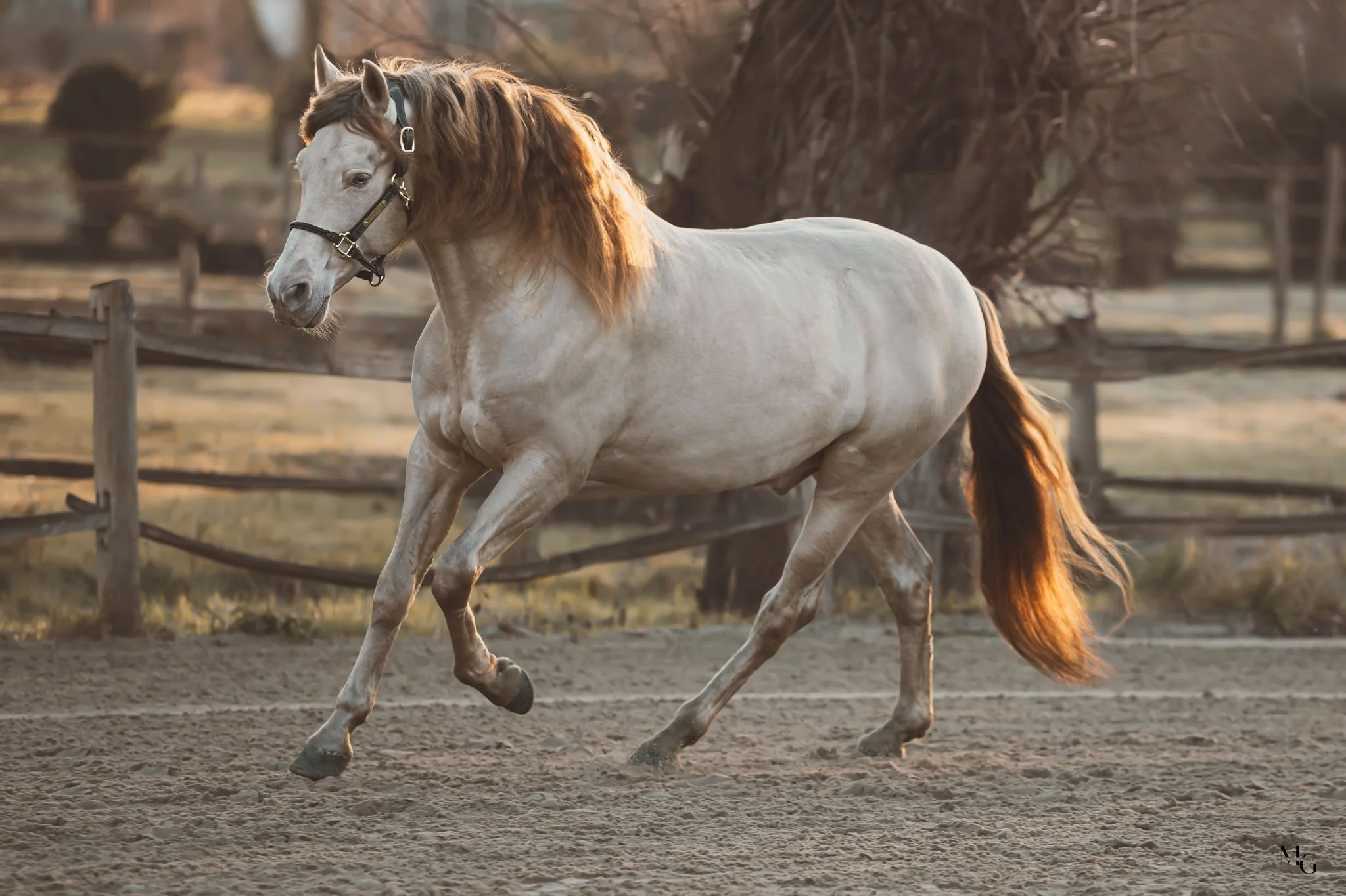 Een wit paard met een bruin manen galoppeert op een zandige omheinde paddock bij zonsondergang.