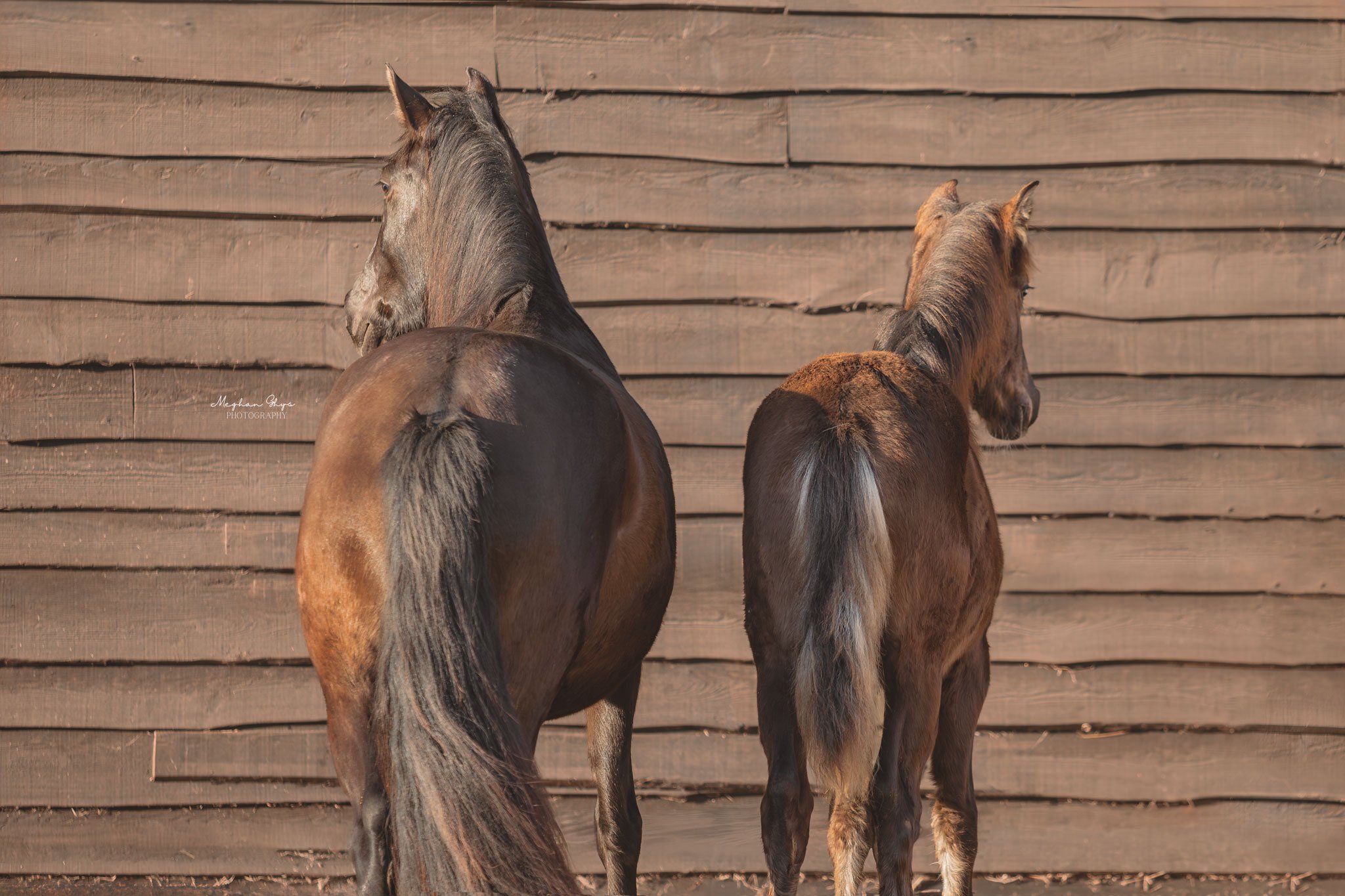 Twee paarden, een volwassene en een veulen, staan in een groen weiland met een houten en draden omheining, onder een bewolkte blauwe hemel met enkele bomen op de achtergrond.