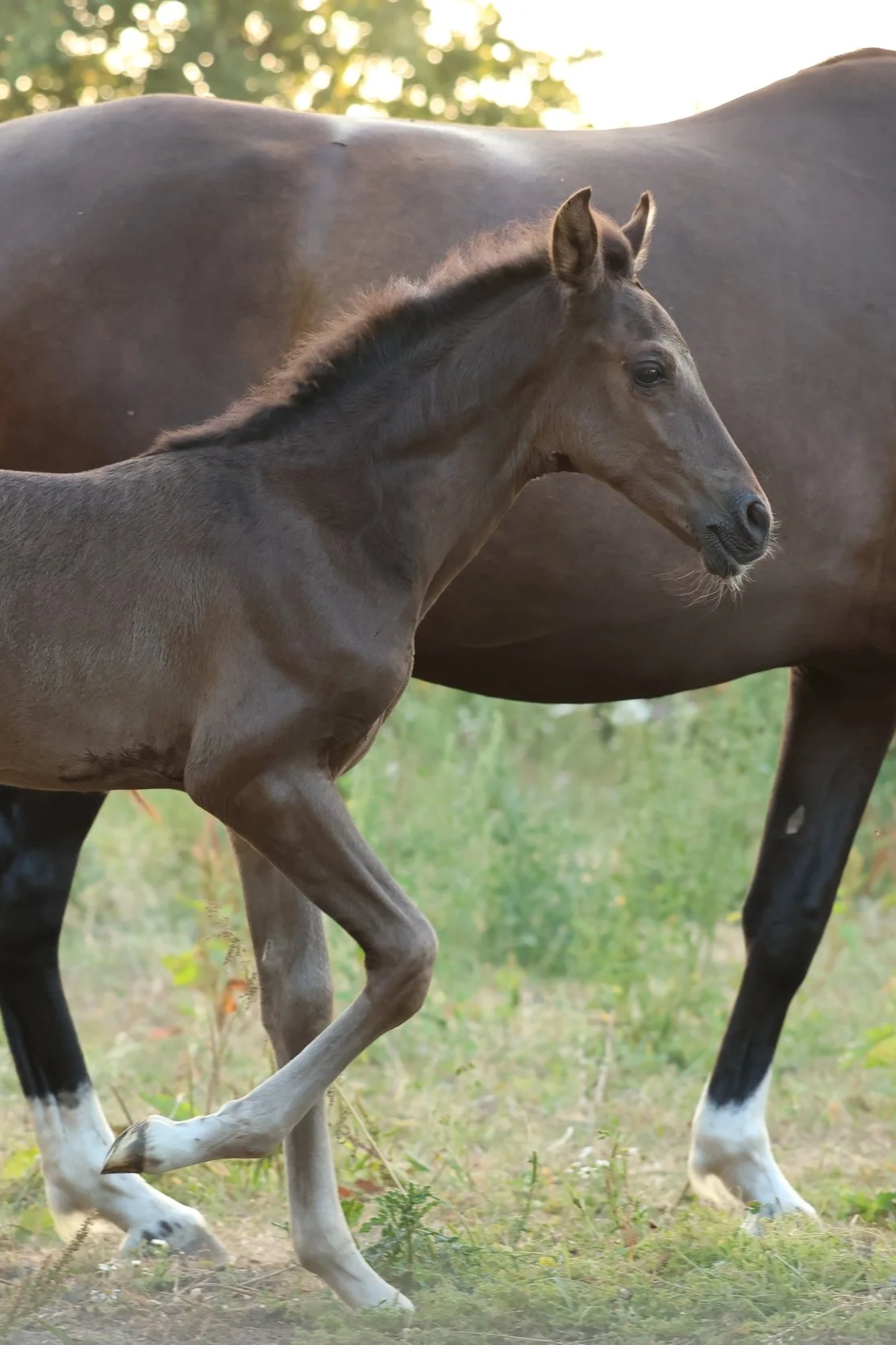 PRE foal Ermitano III smokey black